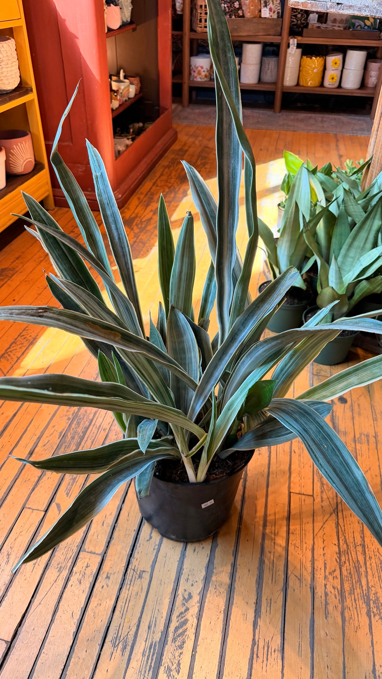 10” Sayuri Snake Plant