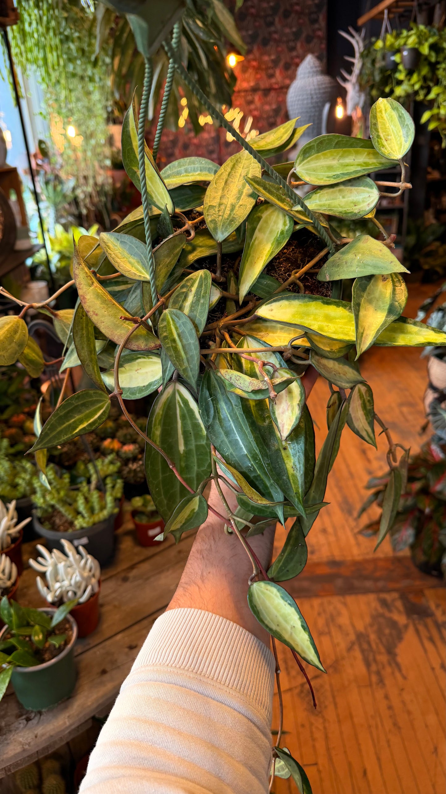 8” Hoya Latifolia ‘Pot of Gold’