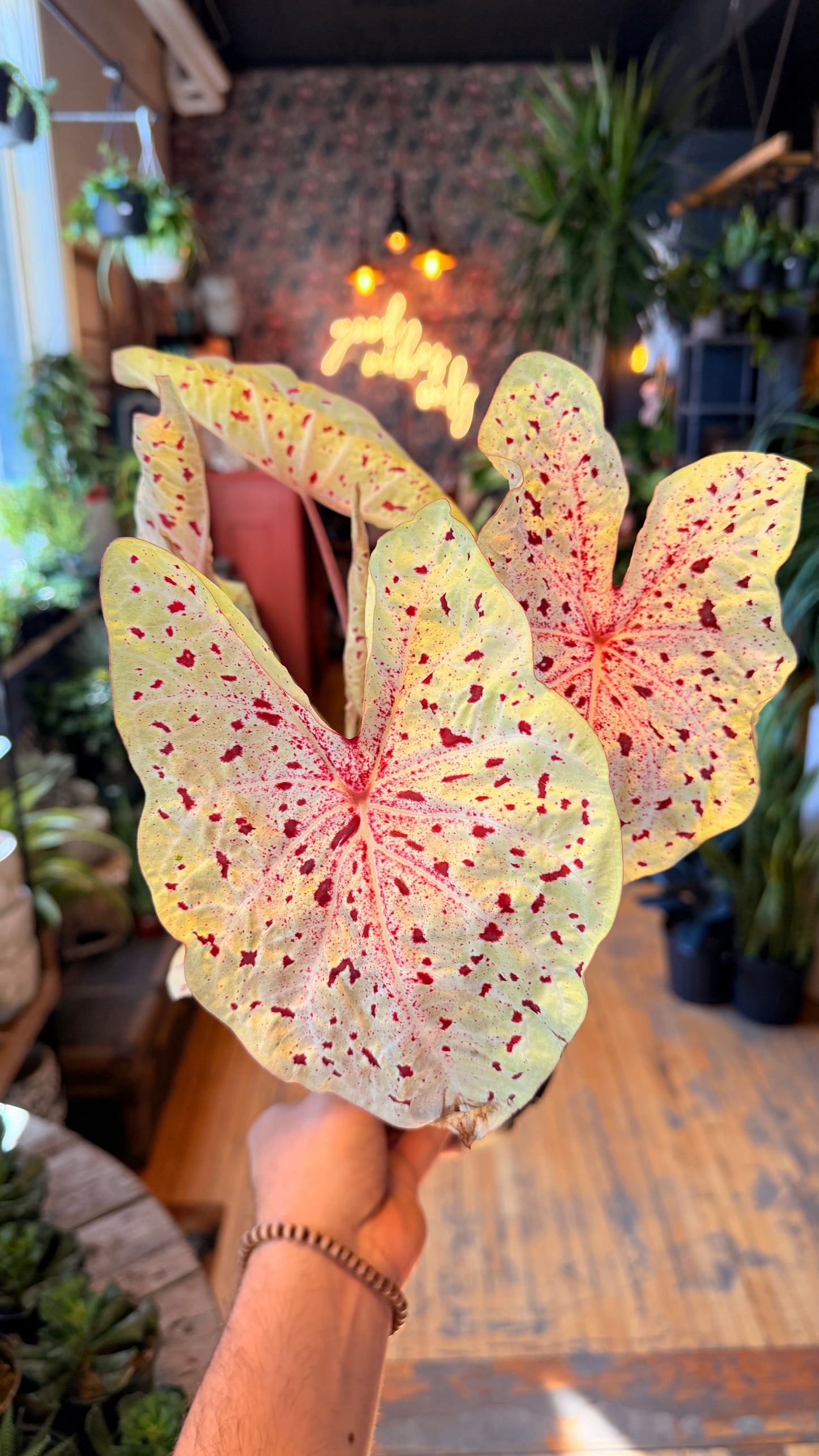 6” Caladium Assorted