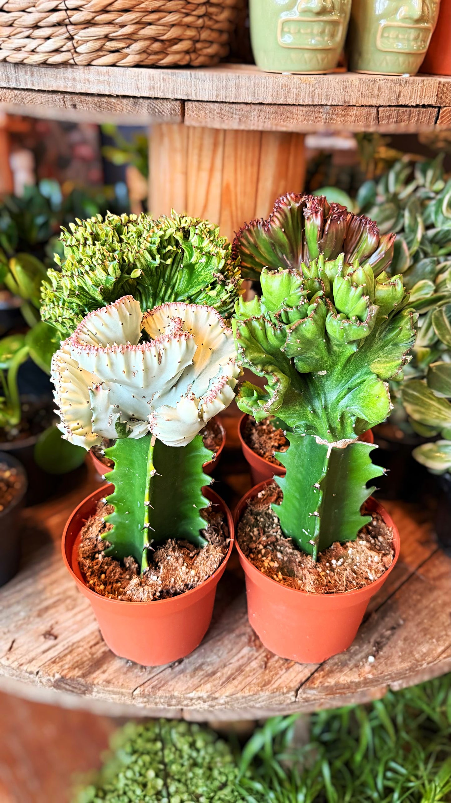 6" Monstrose Cactus Assorted