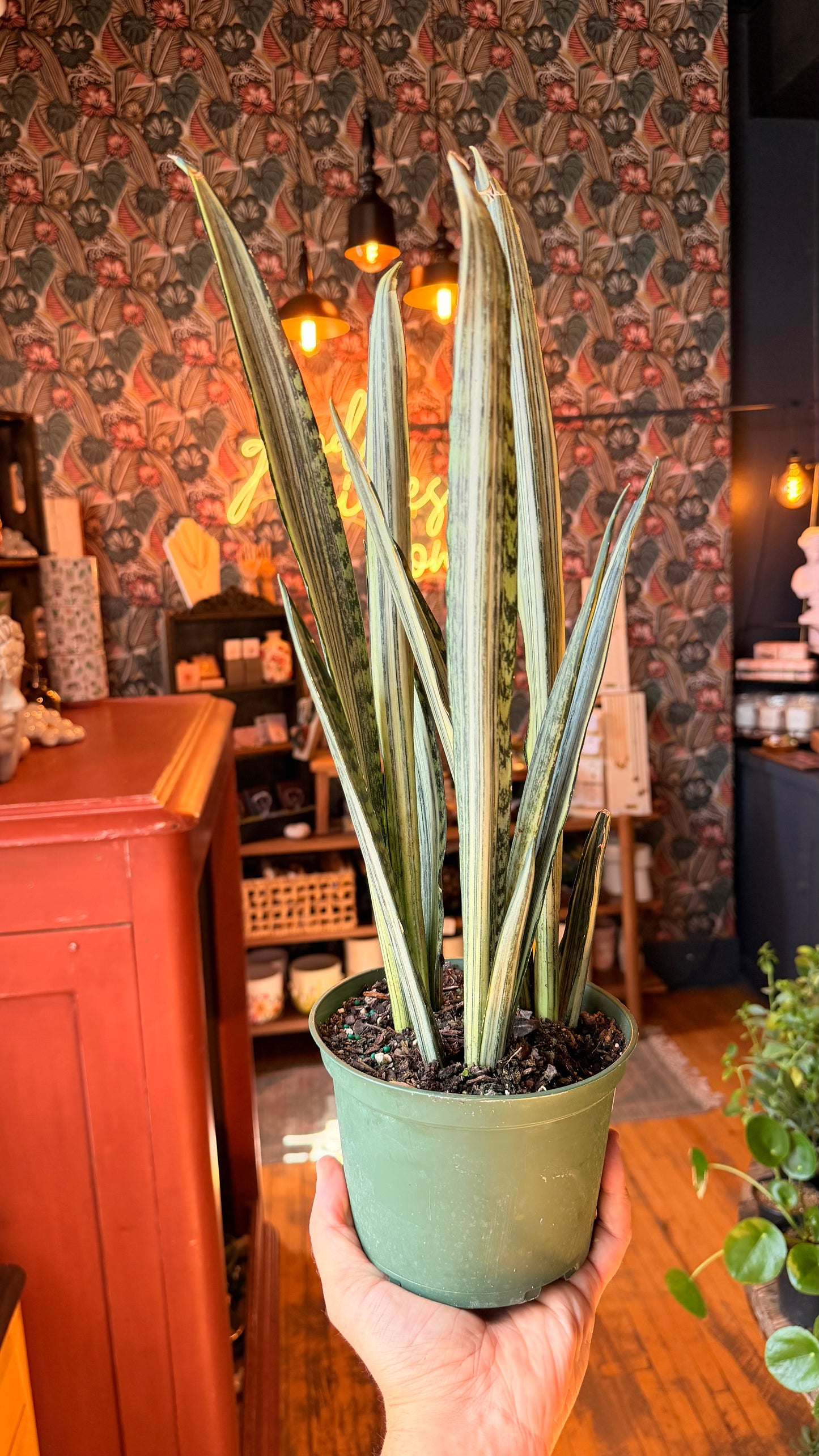 6” Bantel’s Sensation Snake Plant