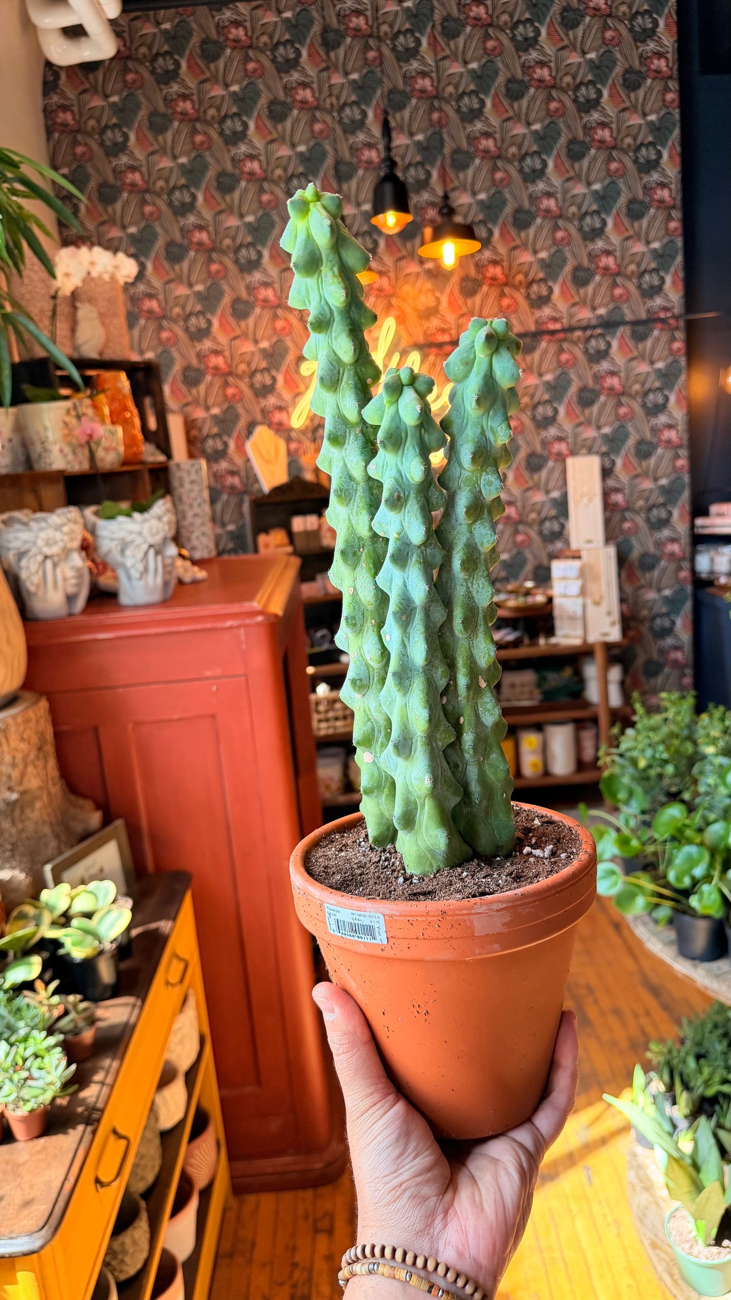 6” Triple Boobie Cactus