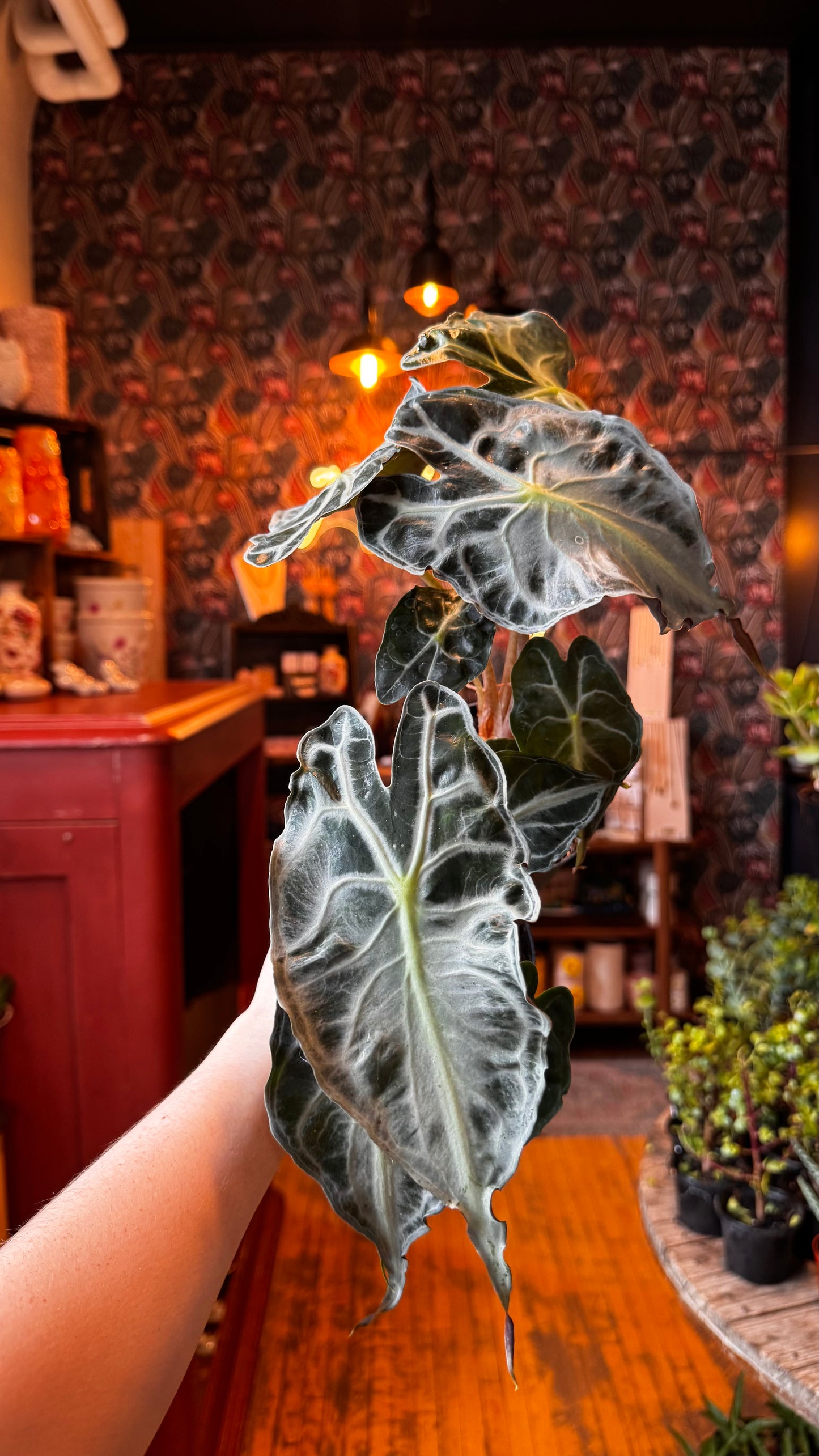 4” Alocasia Venom