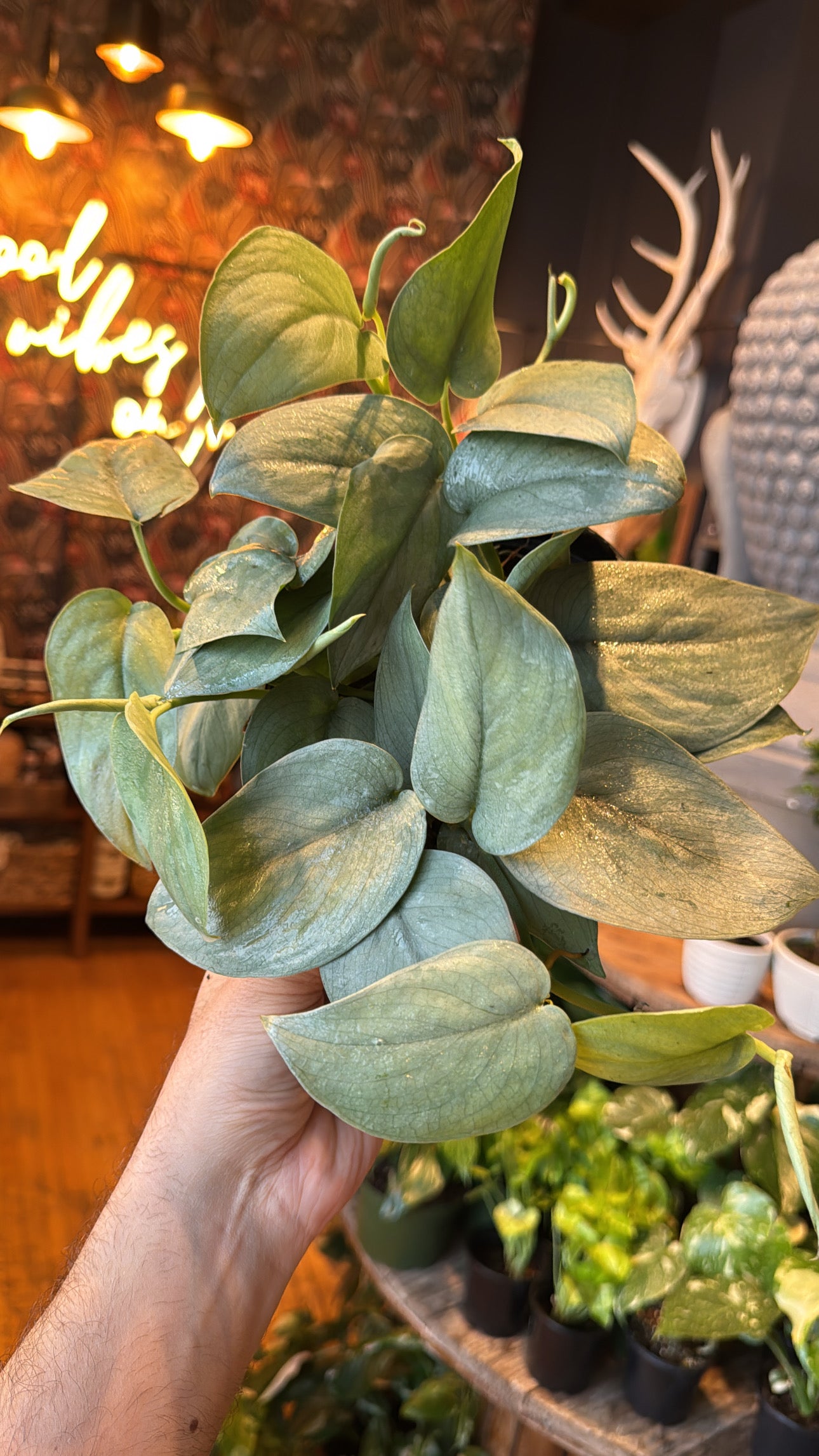 6” Scindapsus Platinum