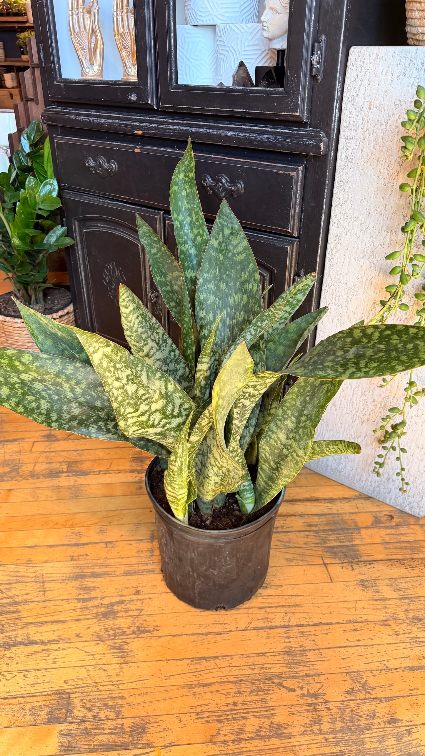 10” Jaboa Snake Plant