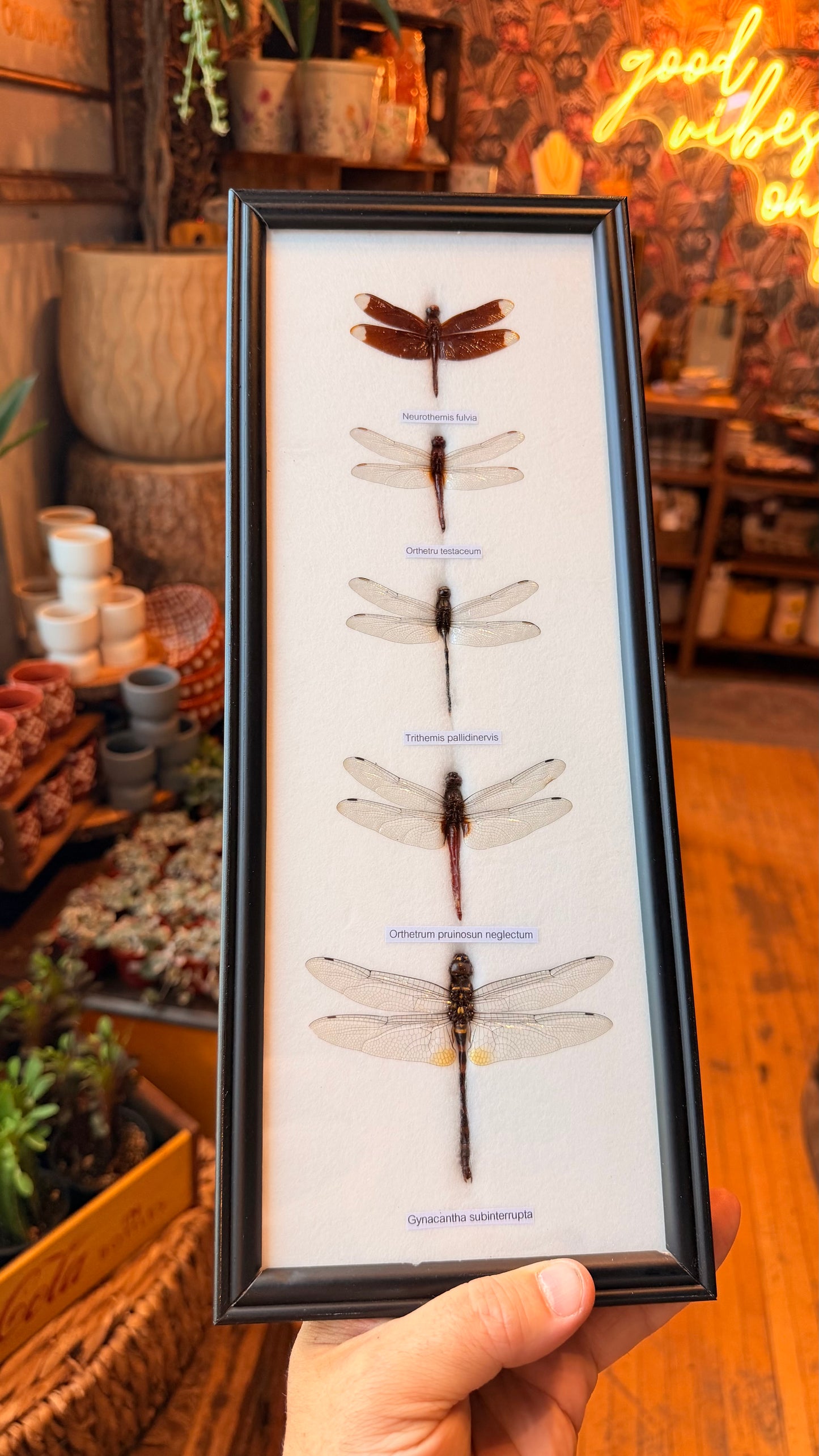 5 Piece Dragonfly Specimen