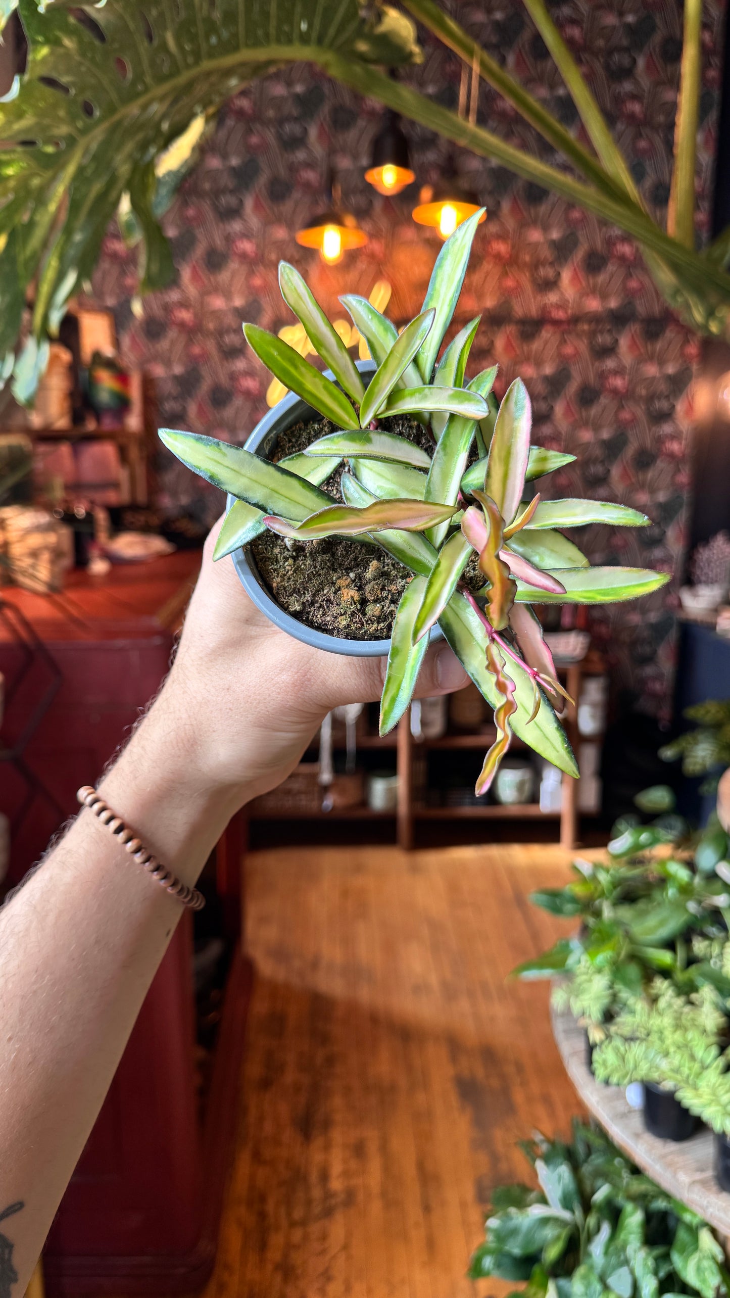 4” Hoya Kentiana Variegated