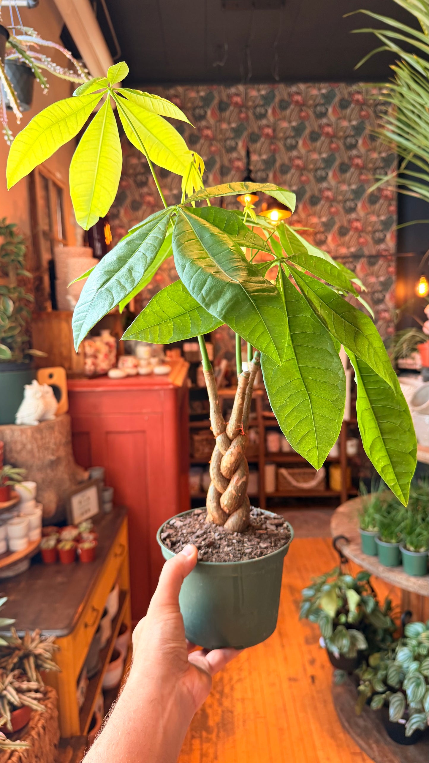 6” Harley Braid Money Tree