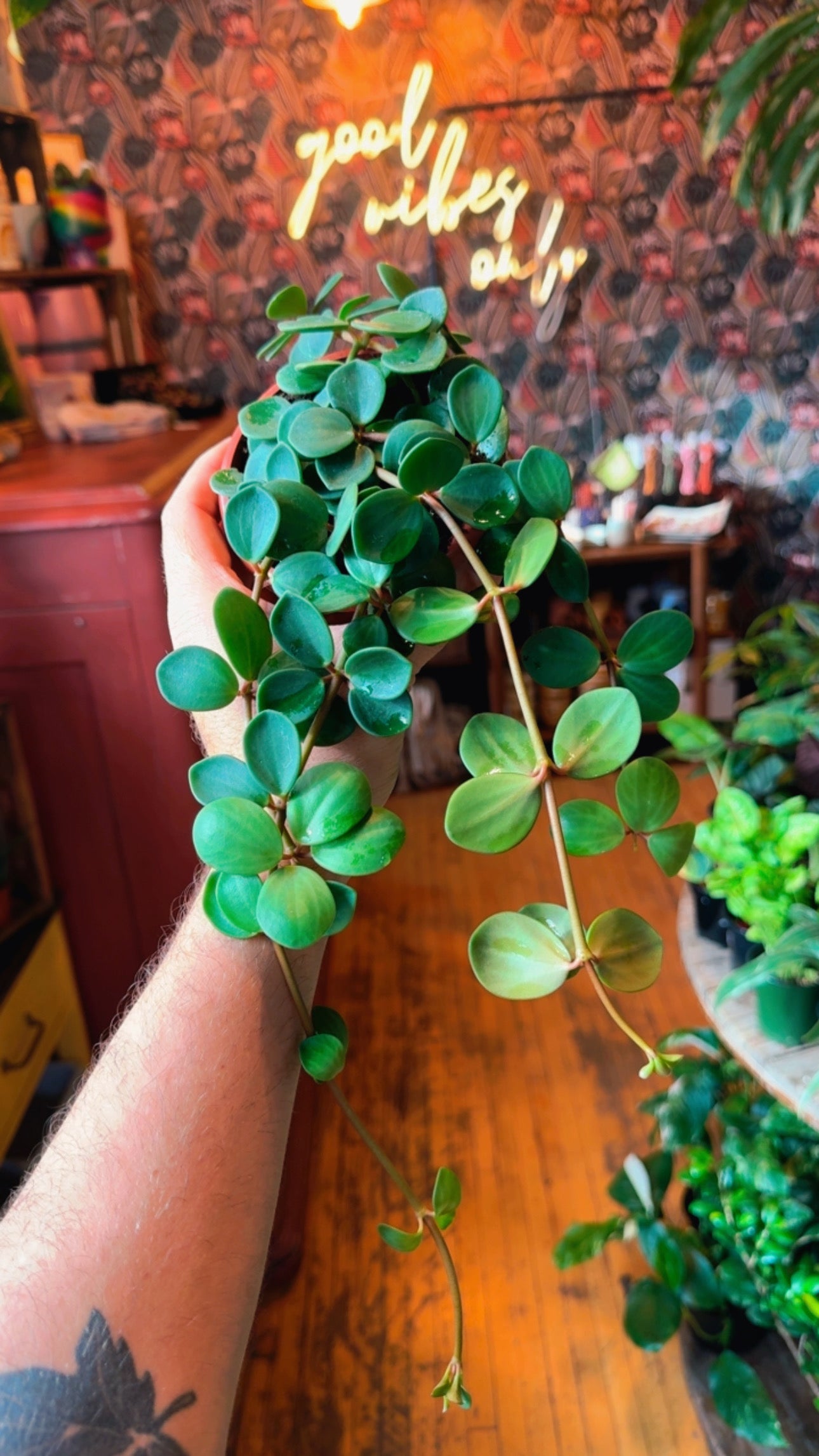 4” Peperomia Hope