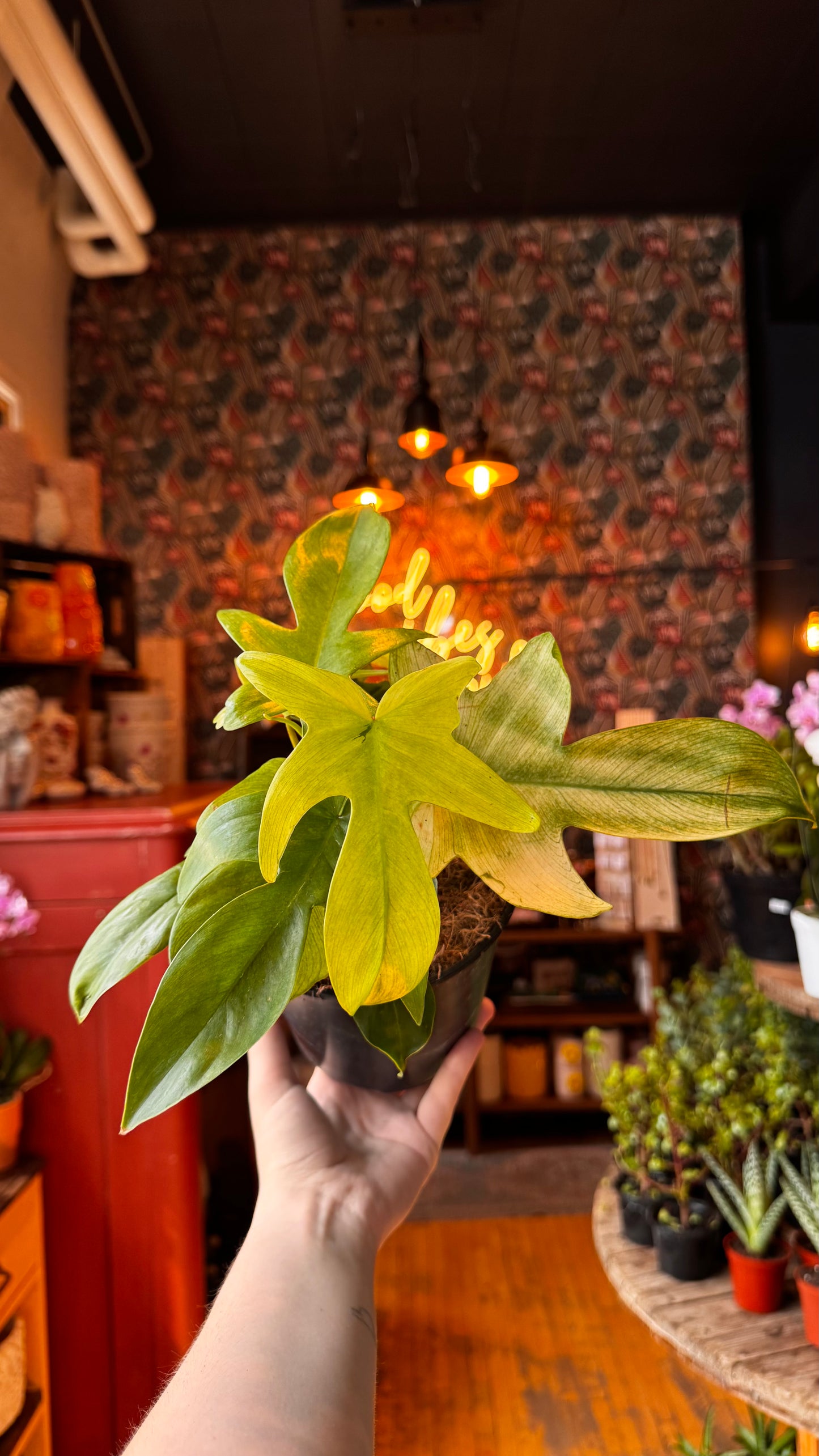 6” Philodendron Florida Ghost