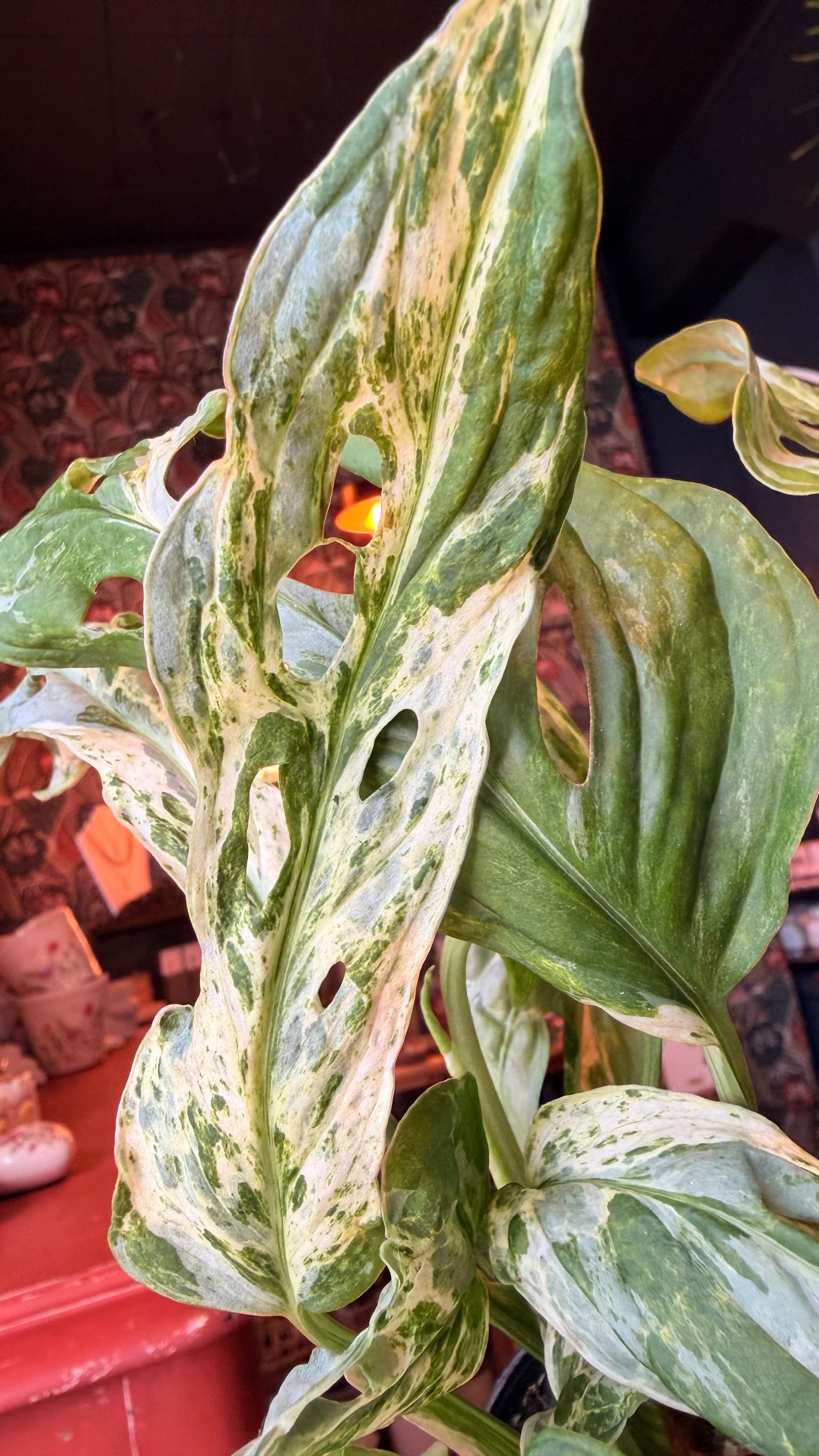 4” Variegated Mint Swiss Cheese Plant