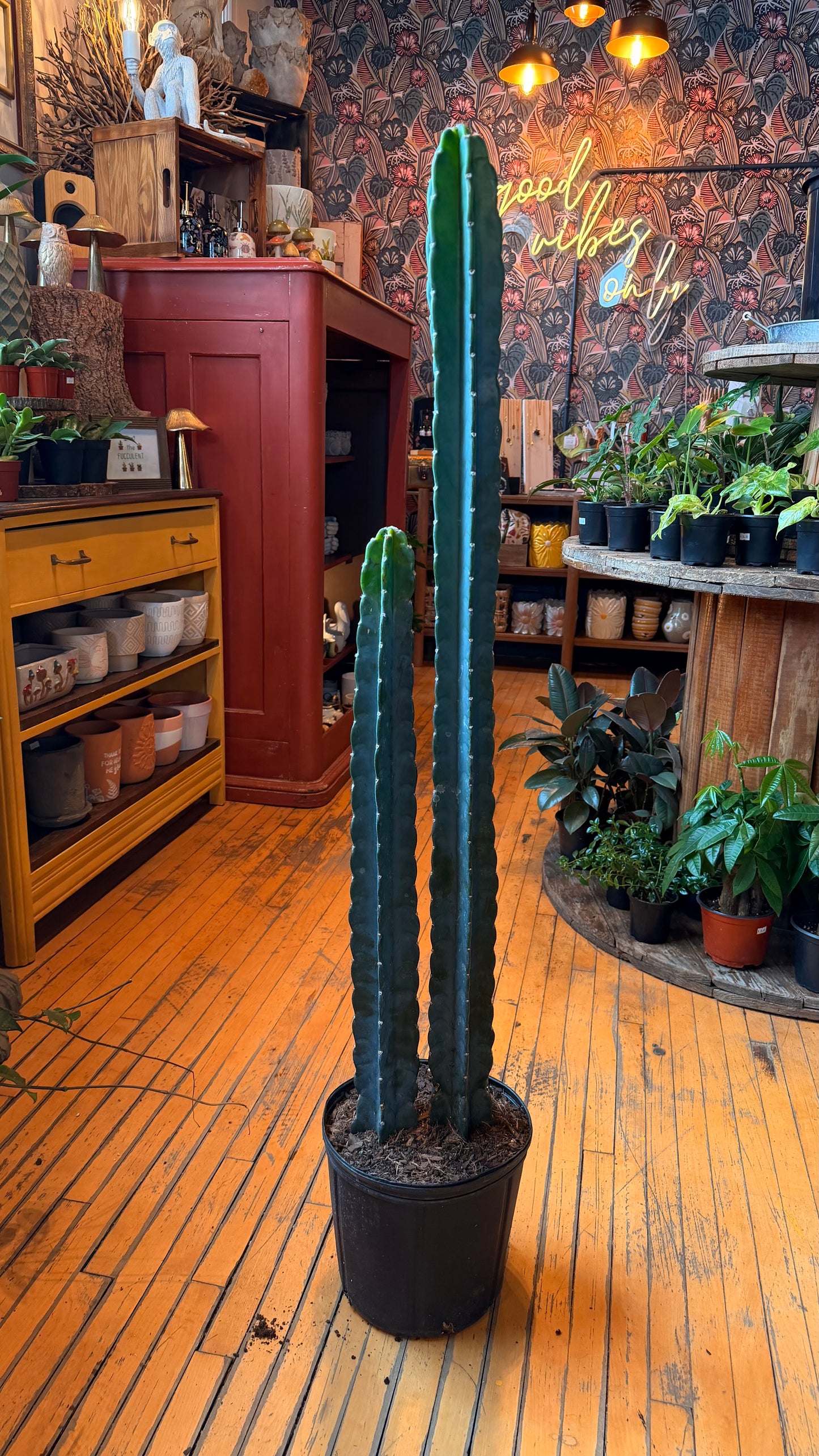10” Cuddly Cactus