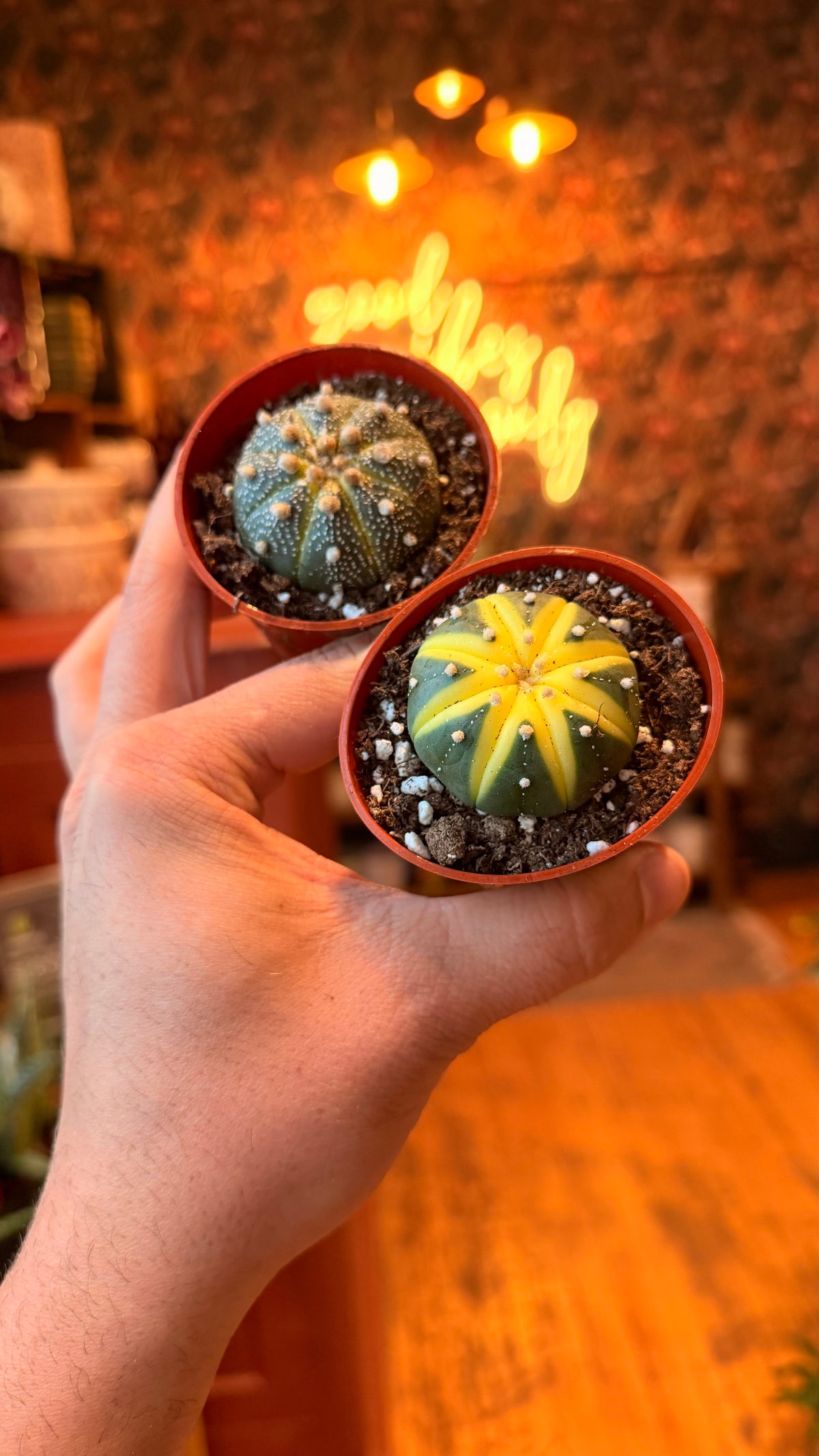 2.5” Variegated Astrophytum Cacti