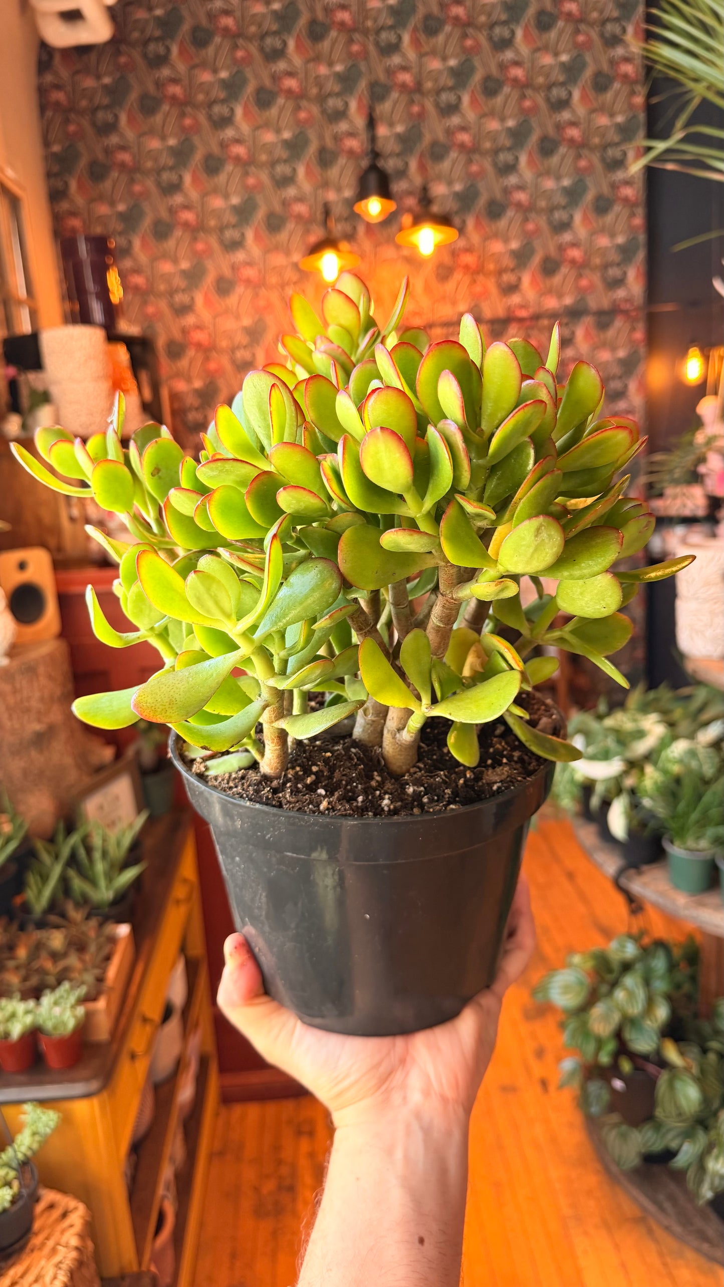 8” Jade Plants