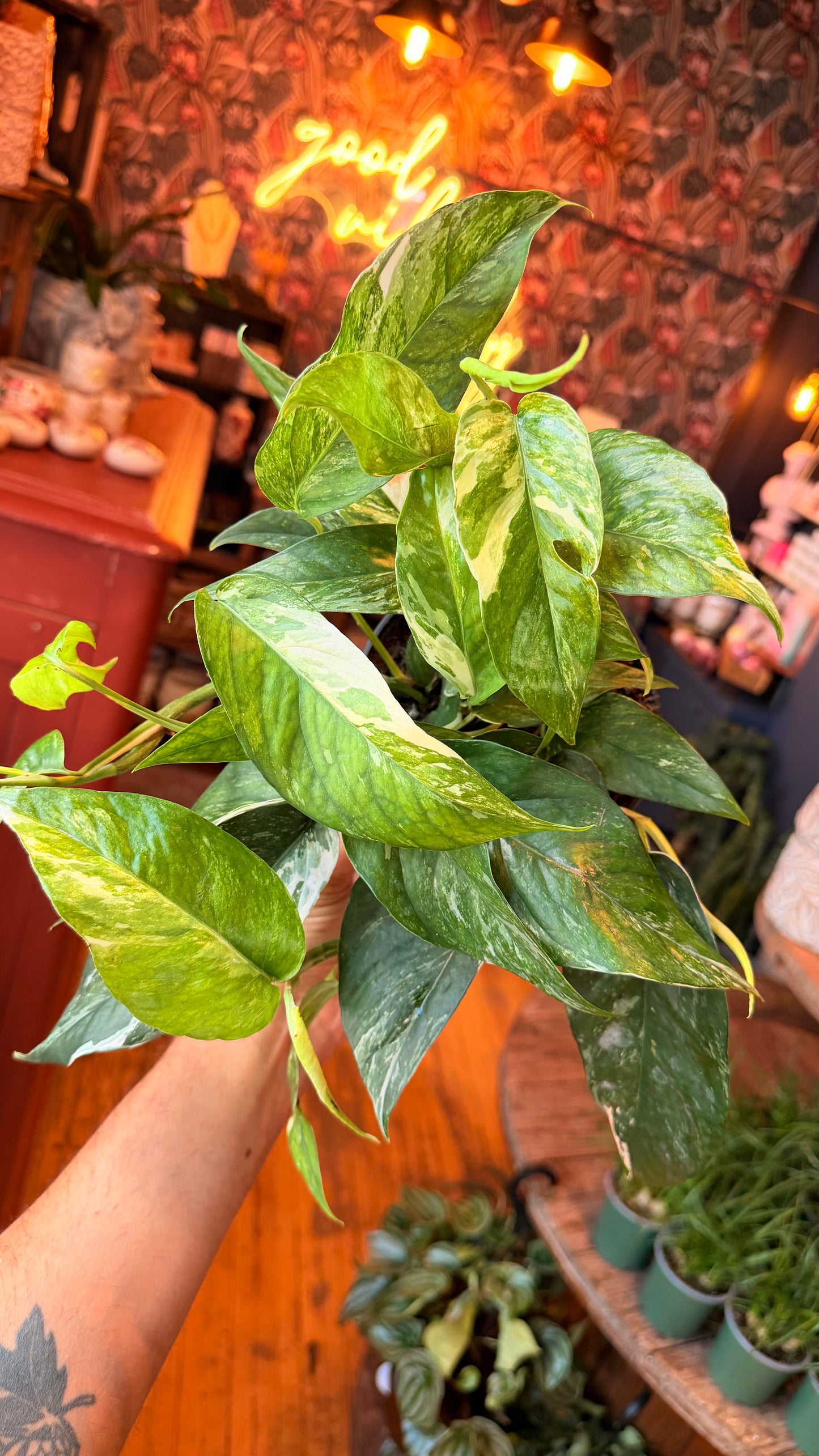 6” Epipremnum Pinnatum 'Marble'