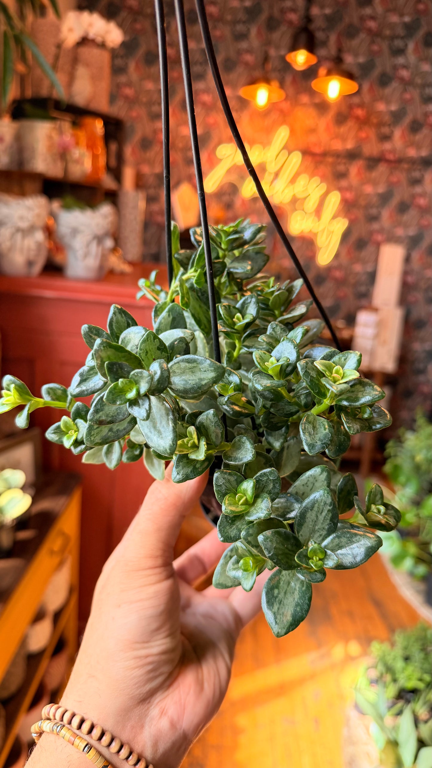 5” Variegated Mint Goldfish Plant