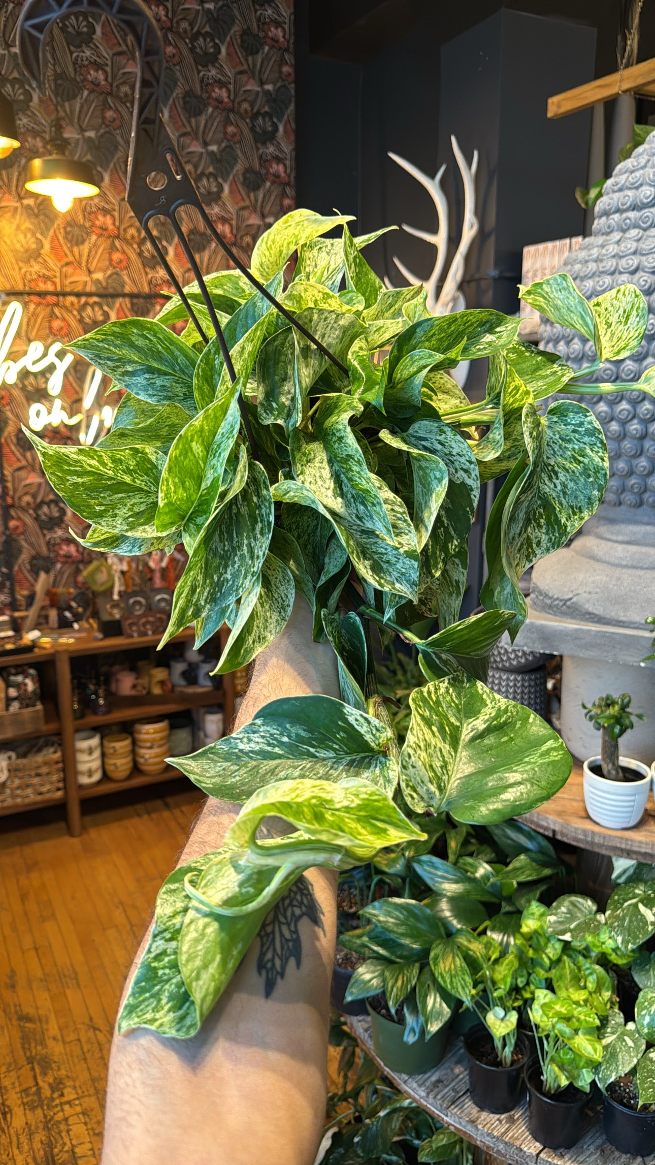 6” Marble Queen Pothos Hanging Basket