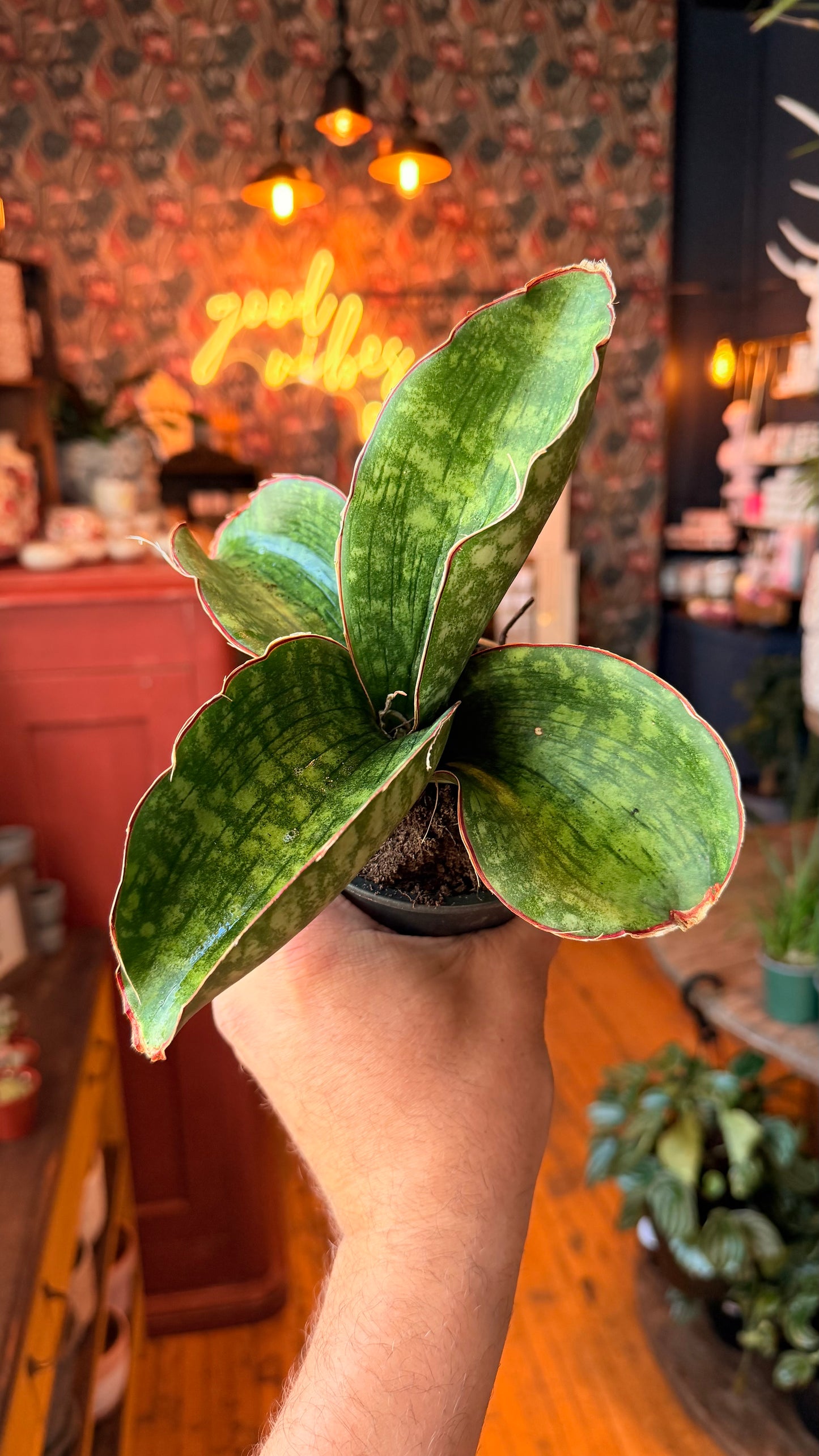 4” Dragon Wing Snake Plant
