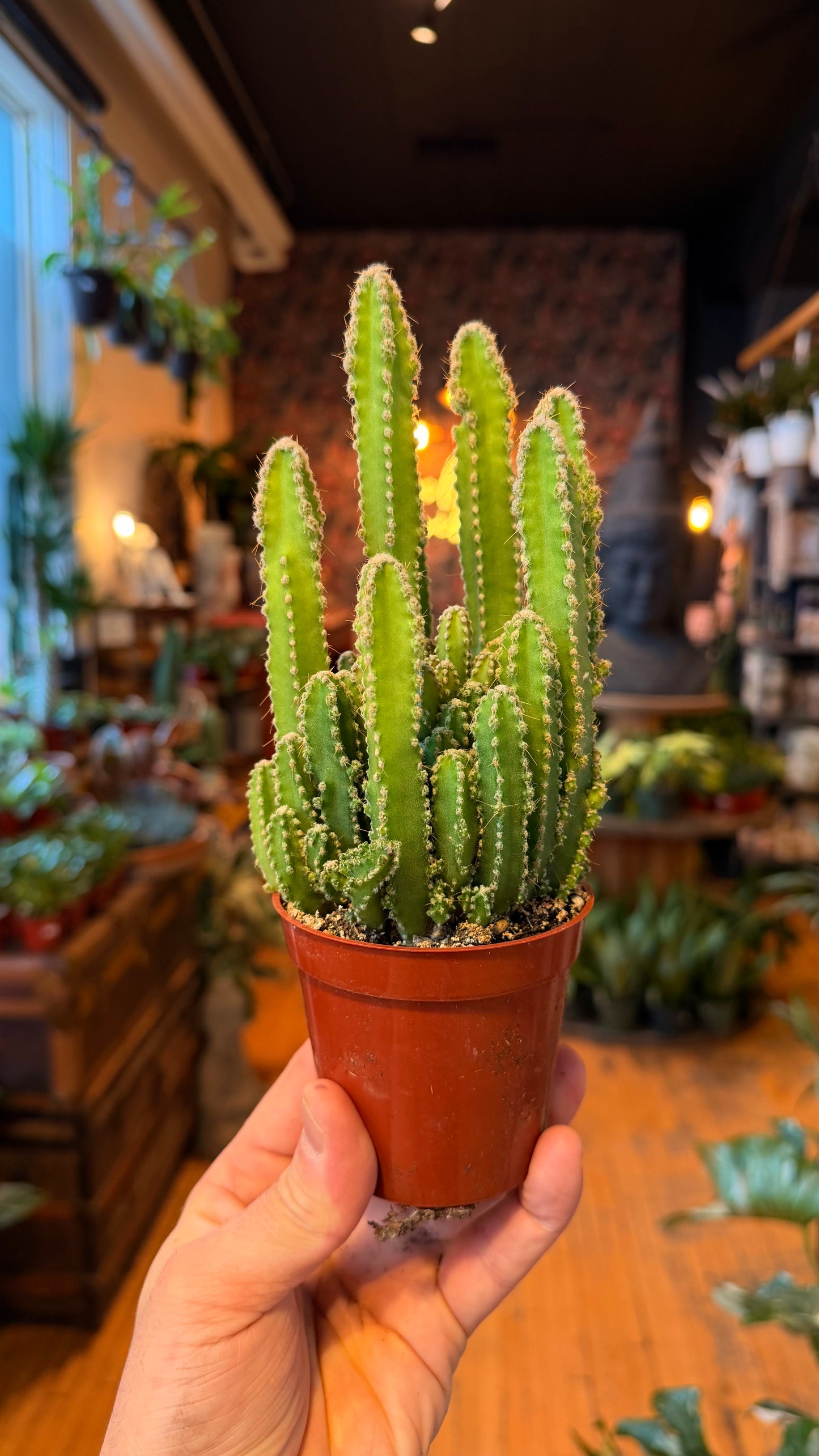 3.5” Fairy Castle Cactus