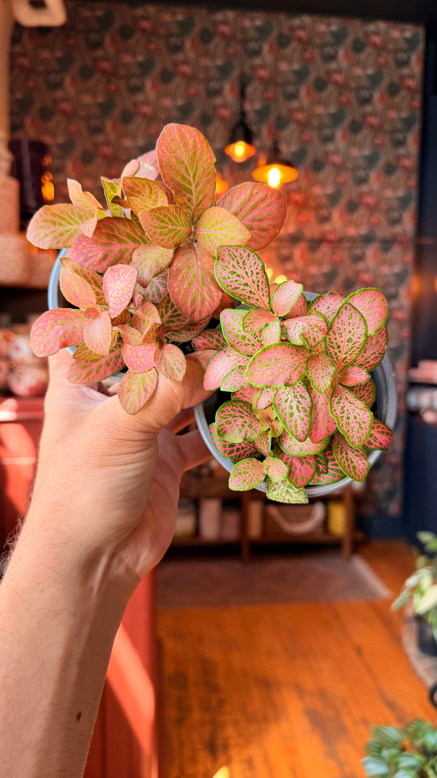 4” Nerve Plant Pink