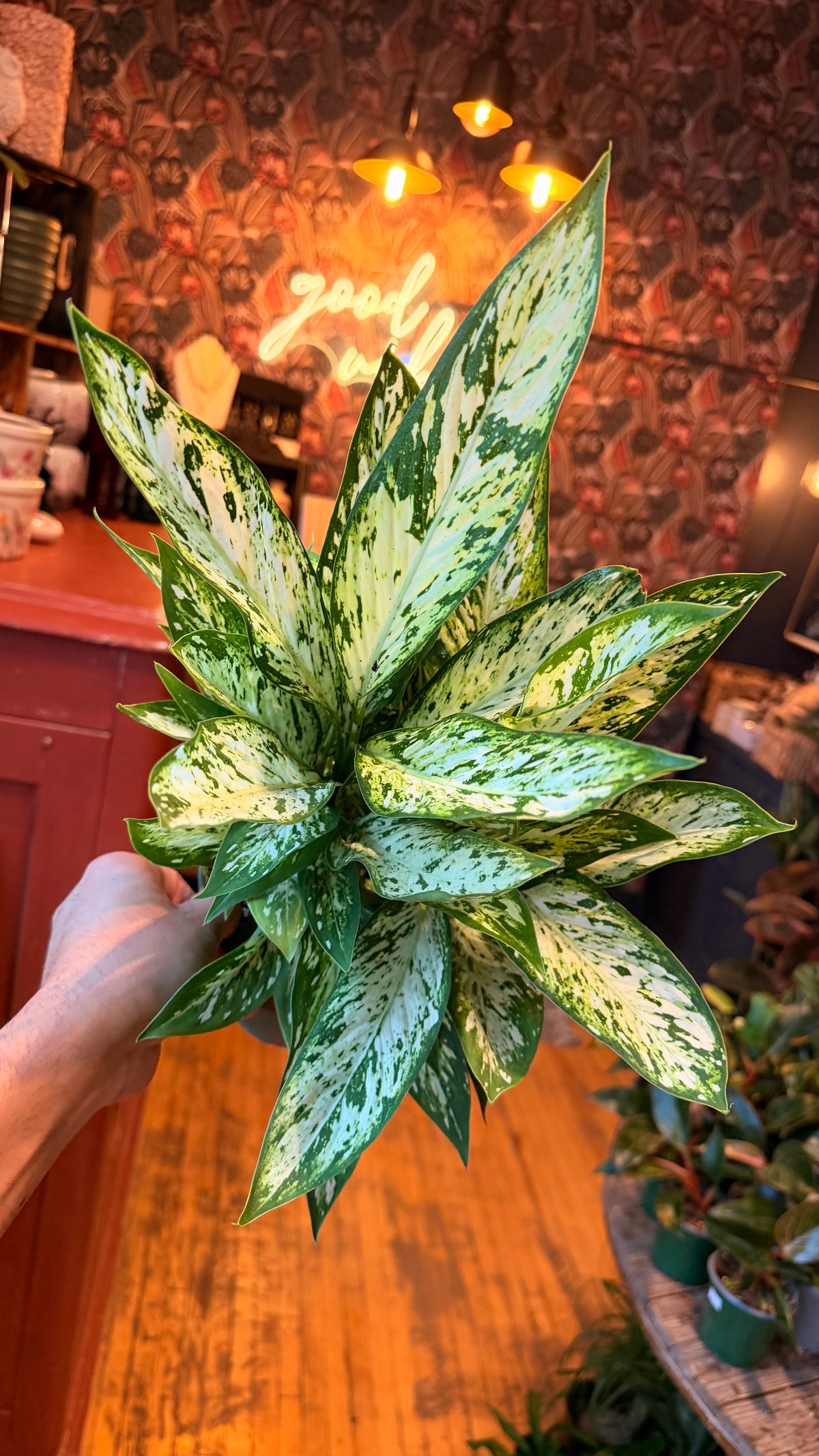 6” Deiffenbachia Vesuvius