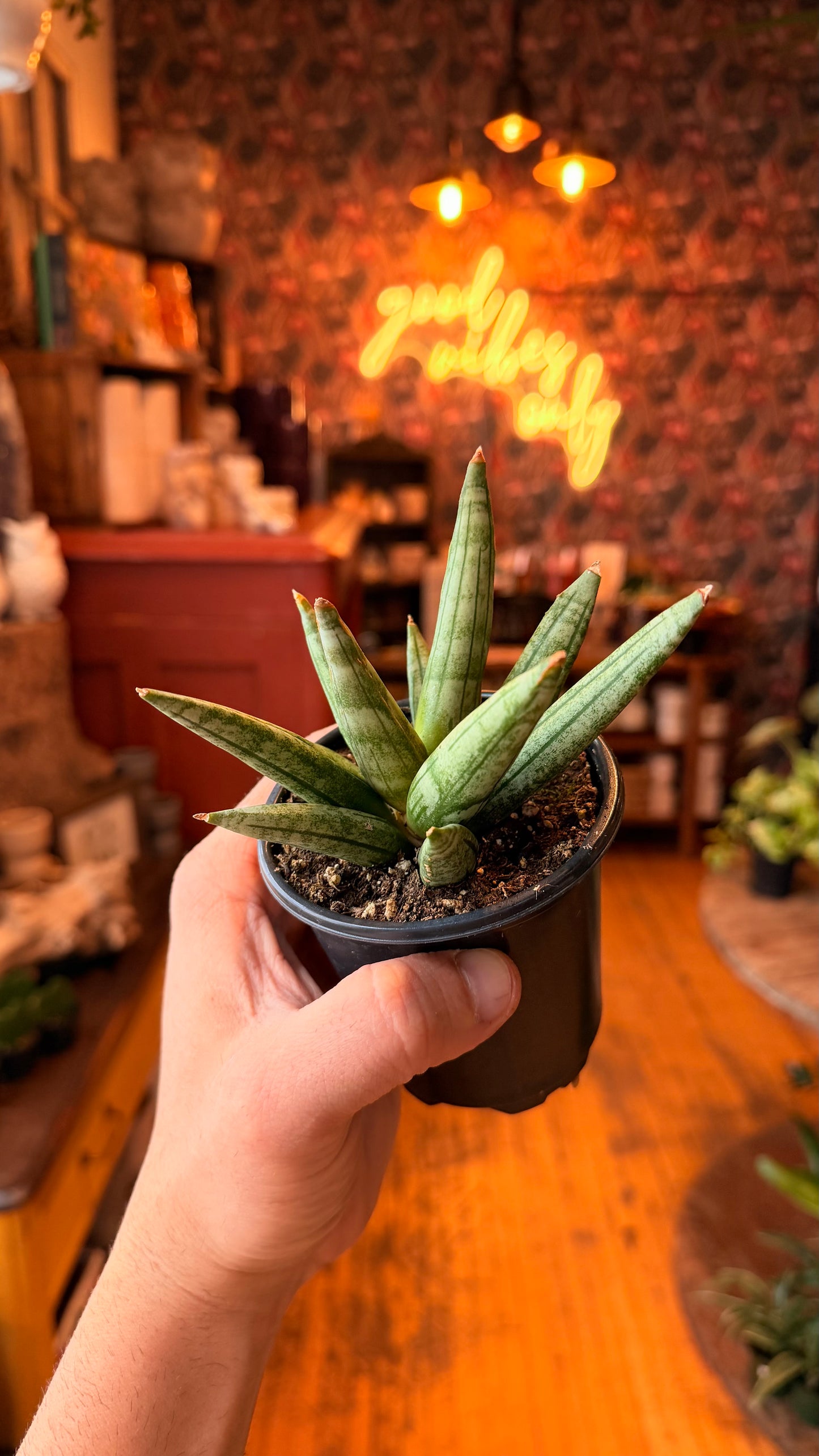 4” Hedgehog Snake Plant