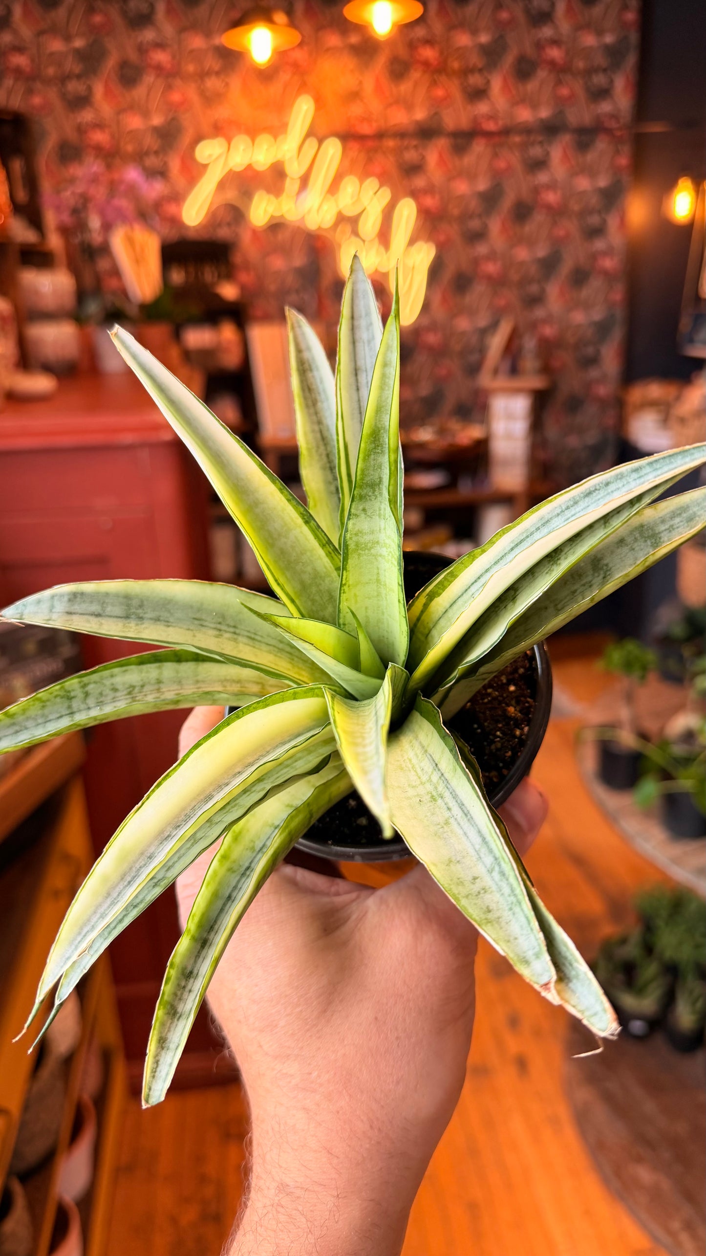 4” Gabriella White Snake Plant