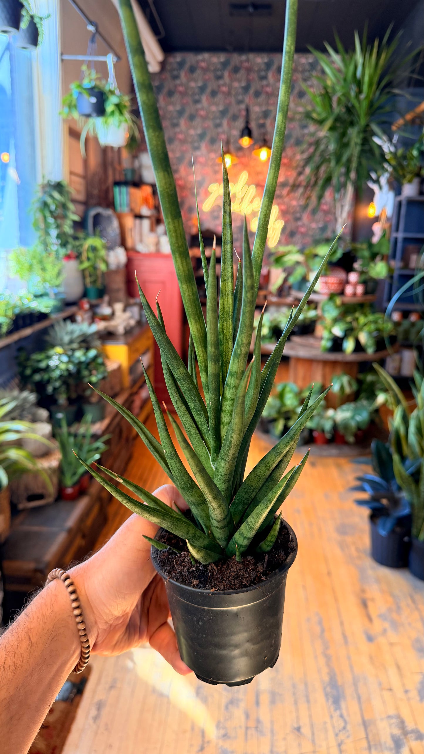 4” Tom Gracilis Snake Plant