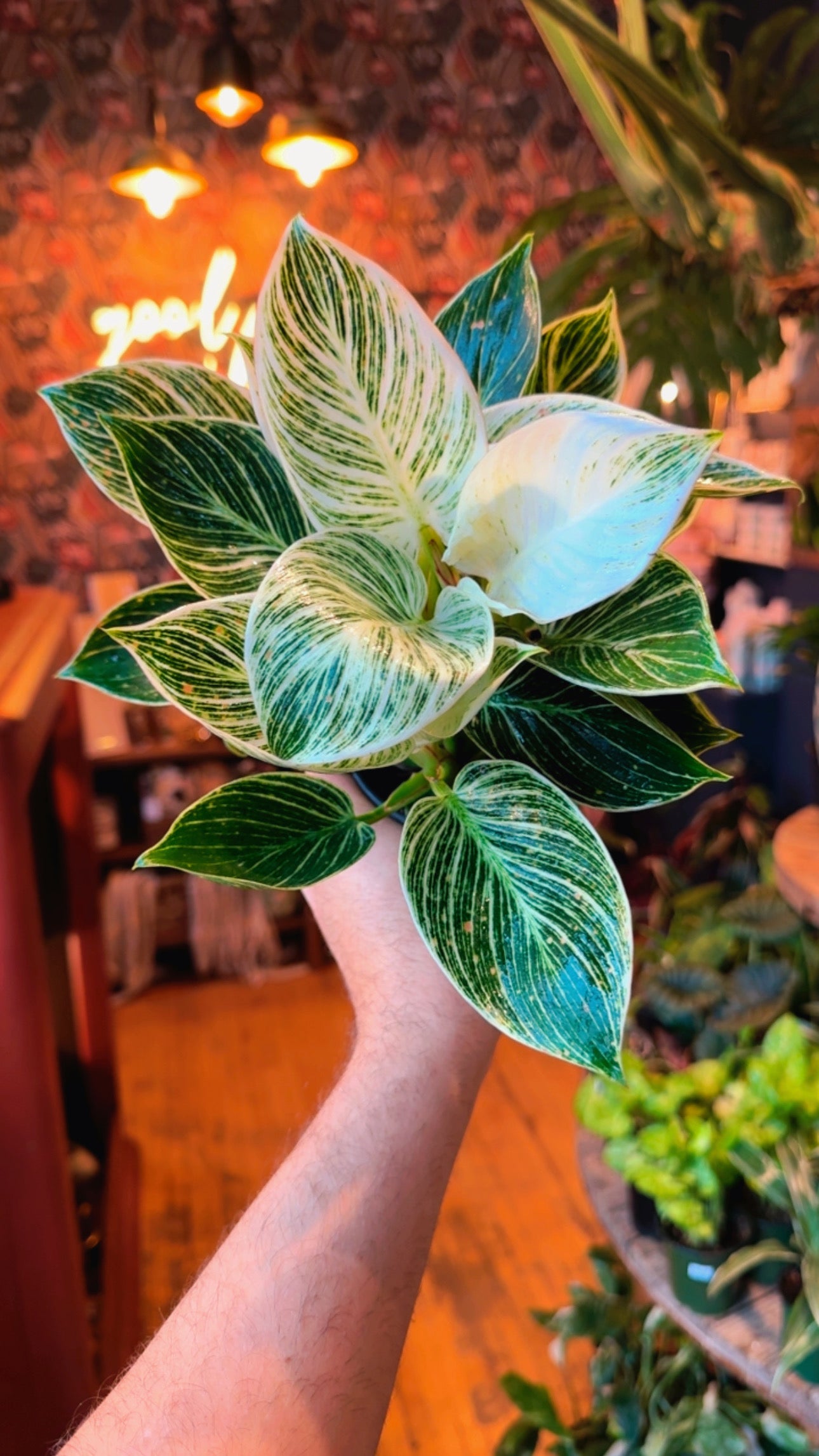 4” Philodendron Birkin ‘High Colour’