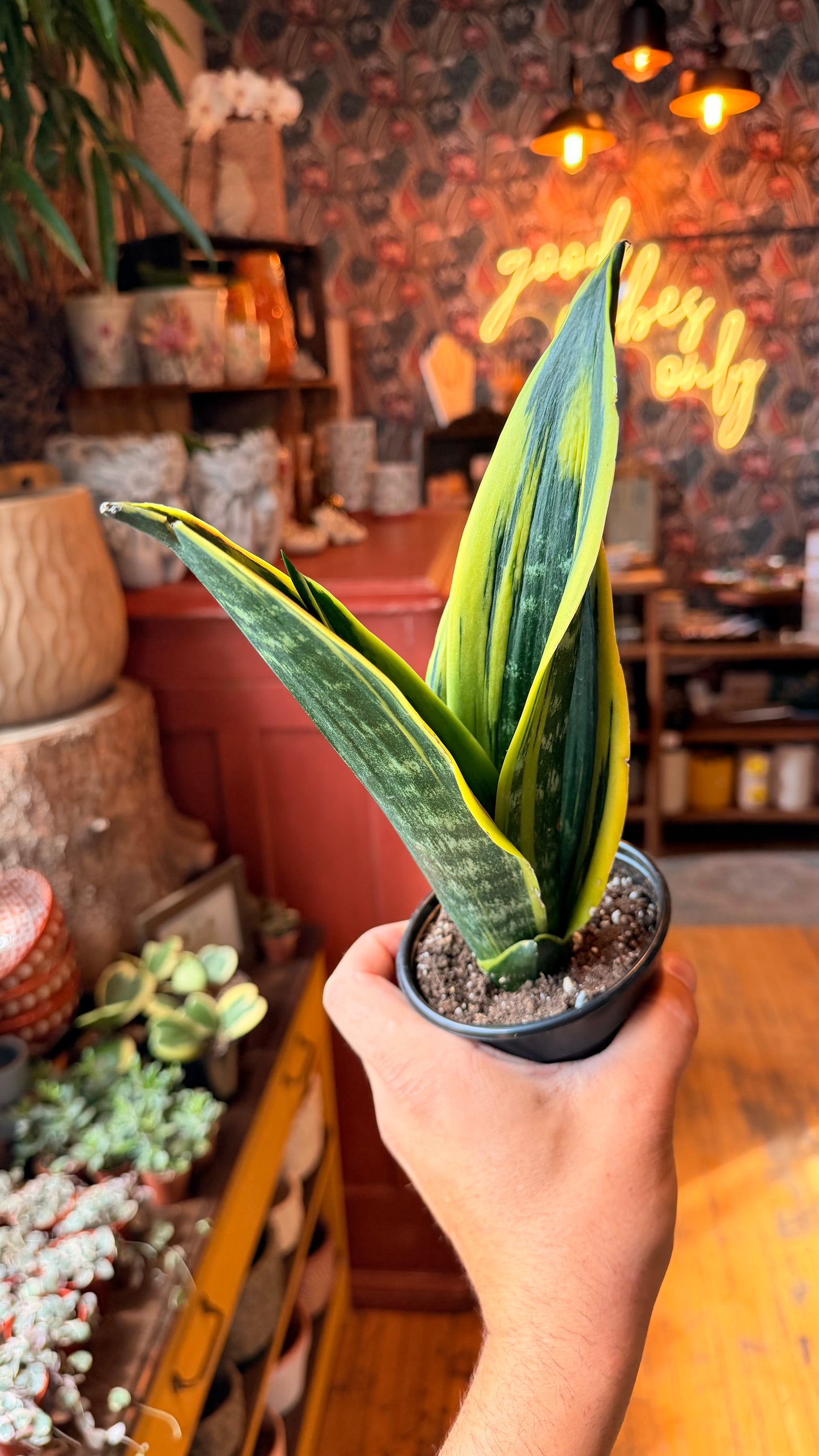 4” Golden Flame Snake Plant