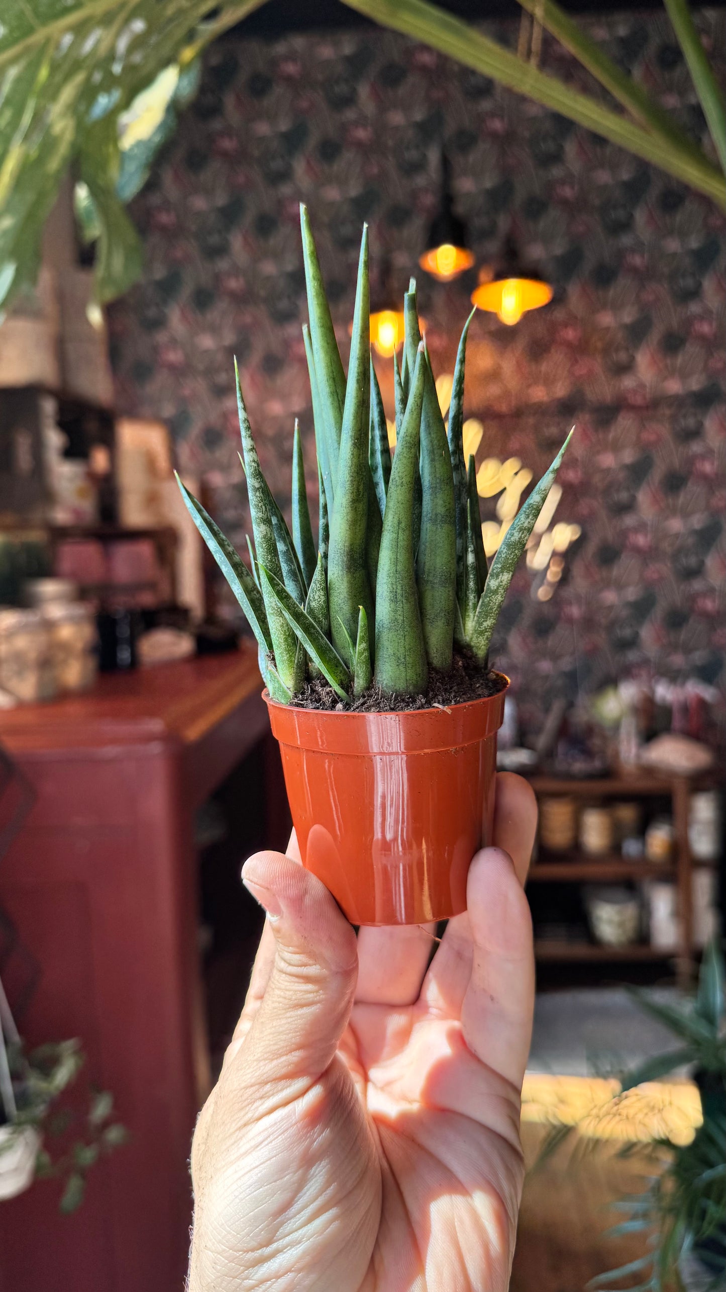 2.5” Torch Snake Plant