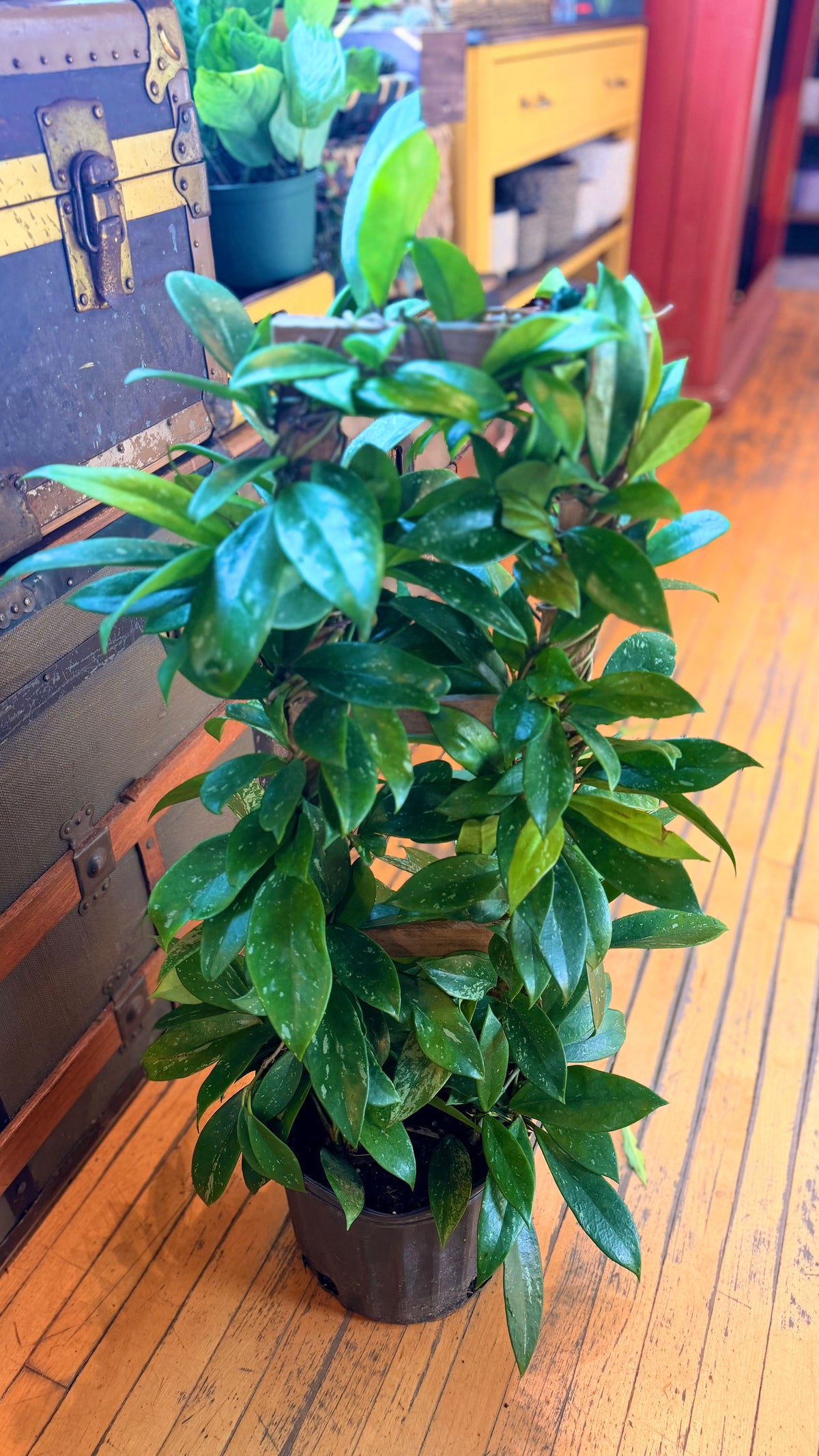 10” Publicalyx Hoya Trellis