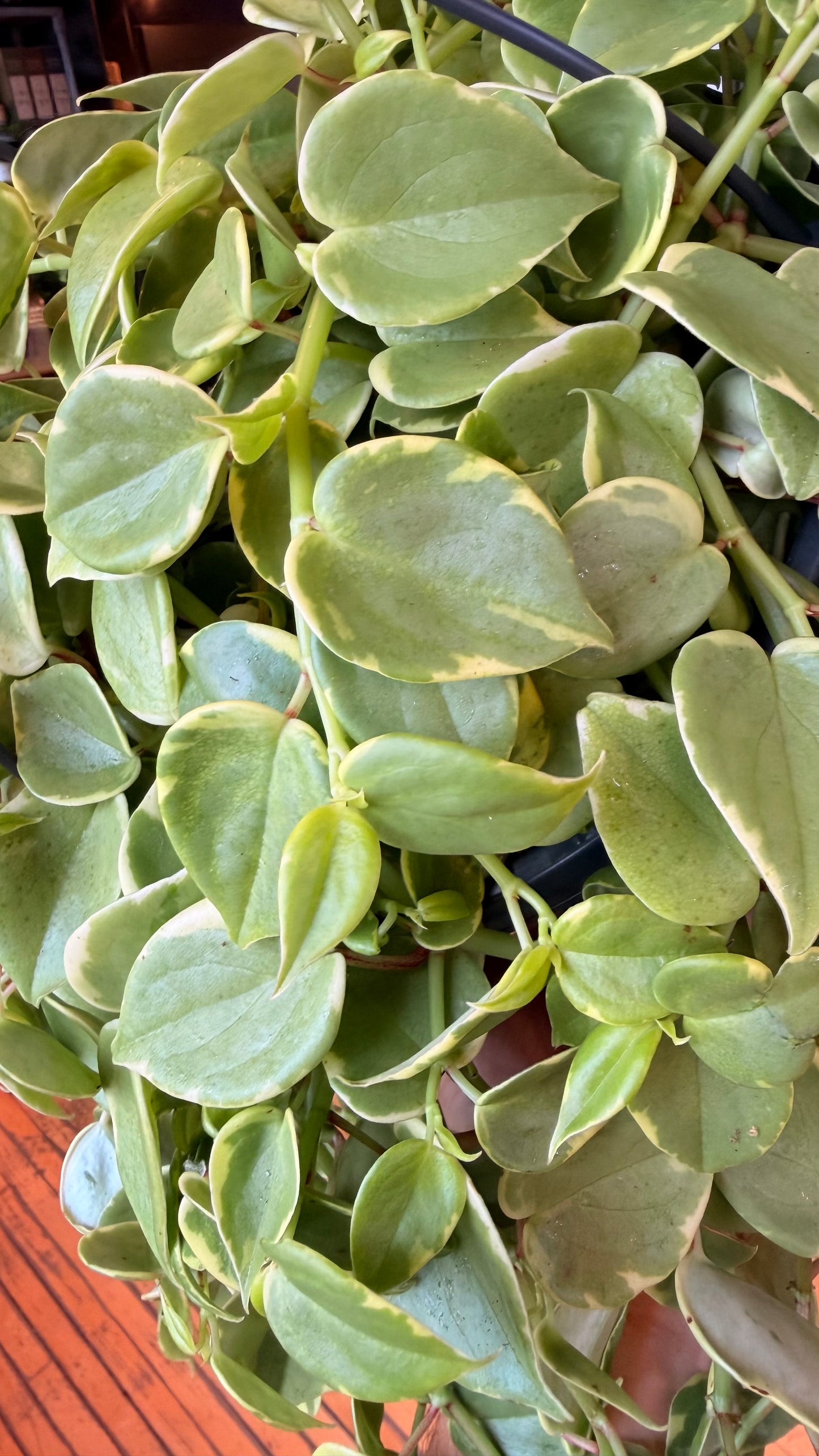 10” Peperomia Scandens Variegated