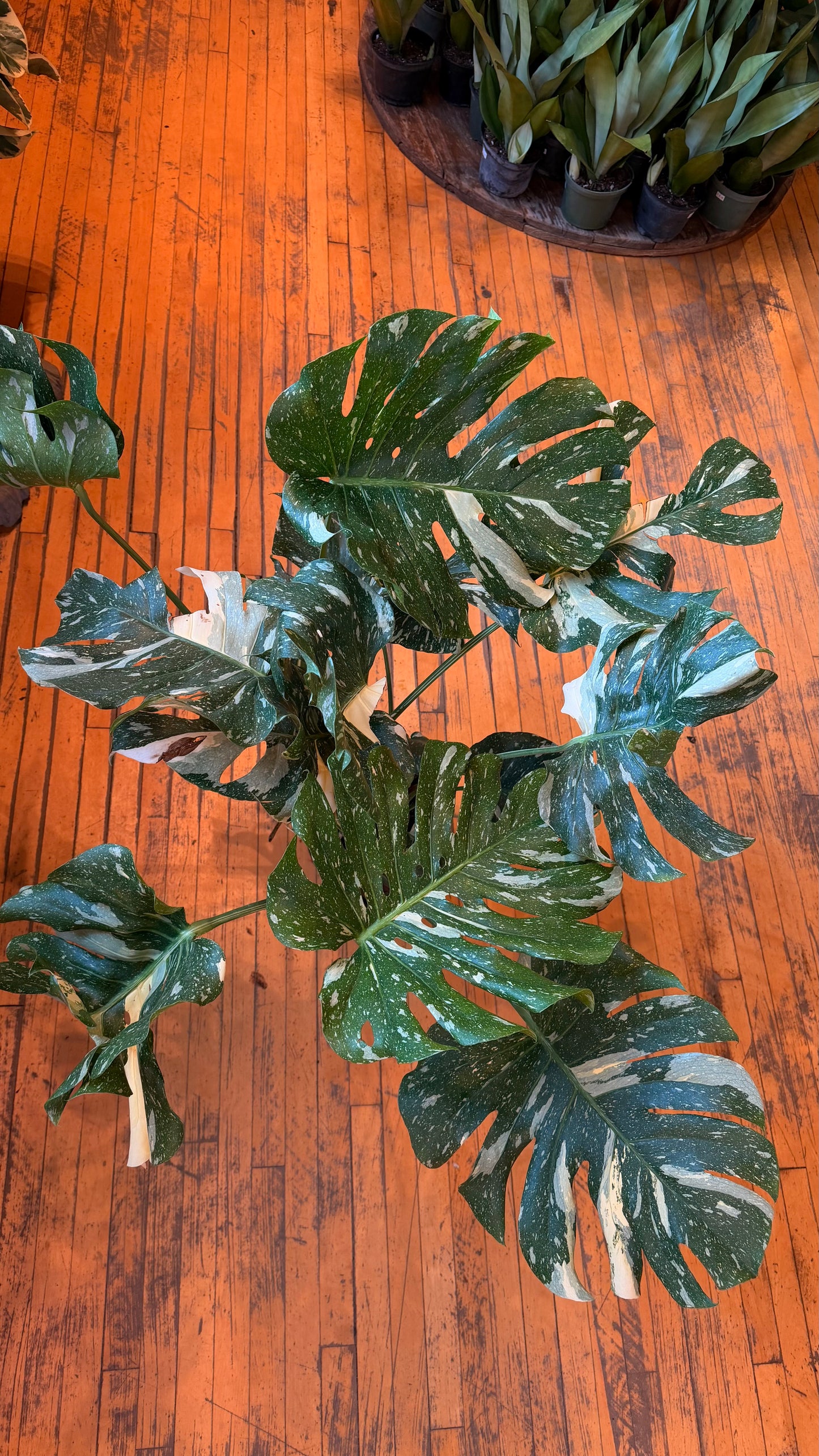 10” Thai Constellation Monstera