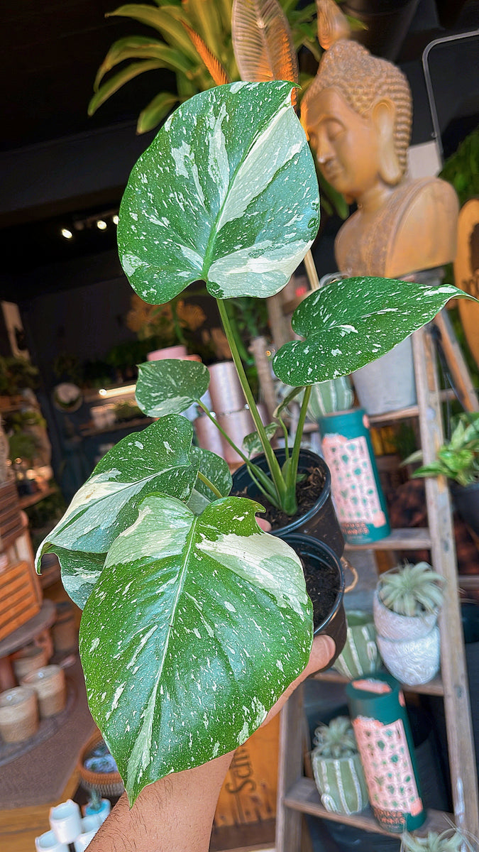 4 Monstera 'Thai Constellation'  Rare Tropical Plants For Sale