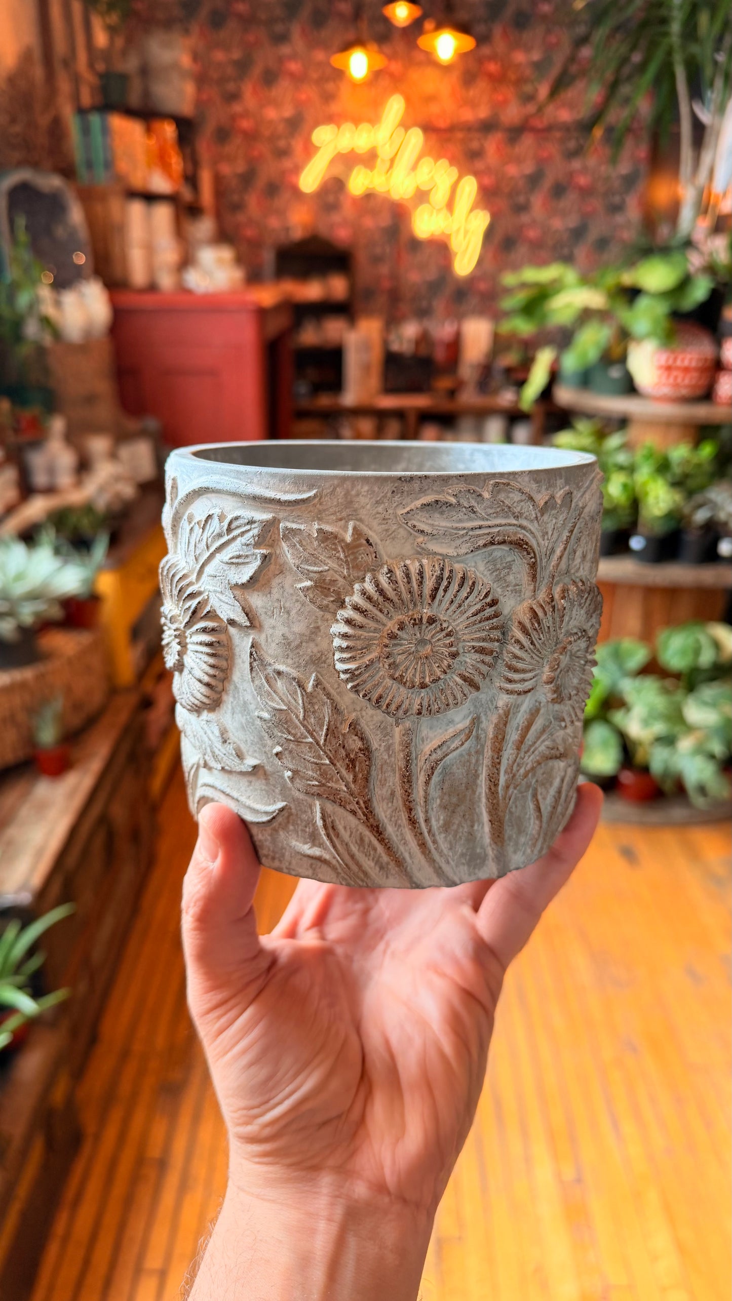 5” Cement Daisies Plantef