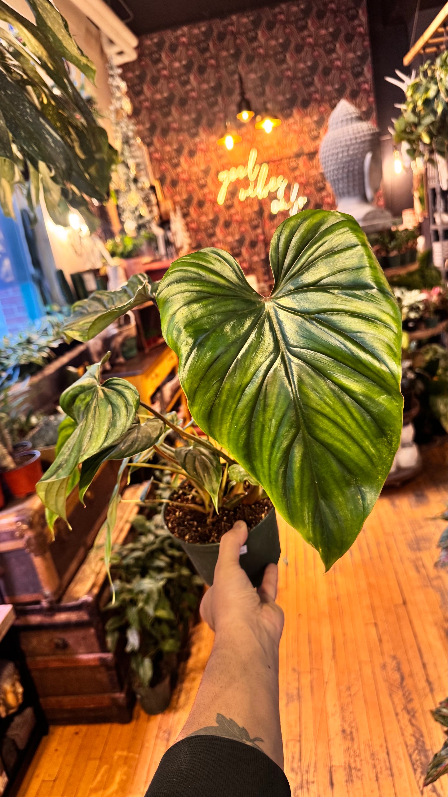 6” Plowmanii Philodendron