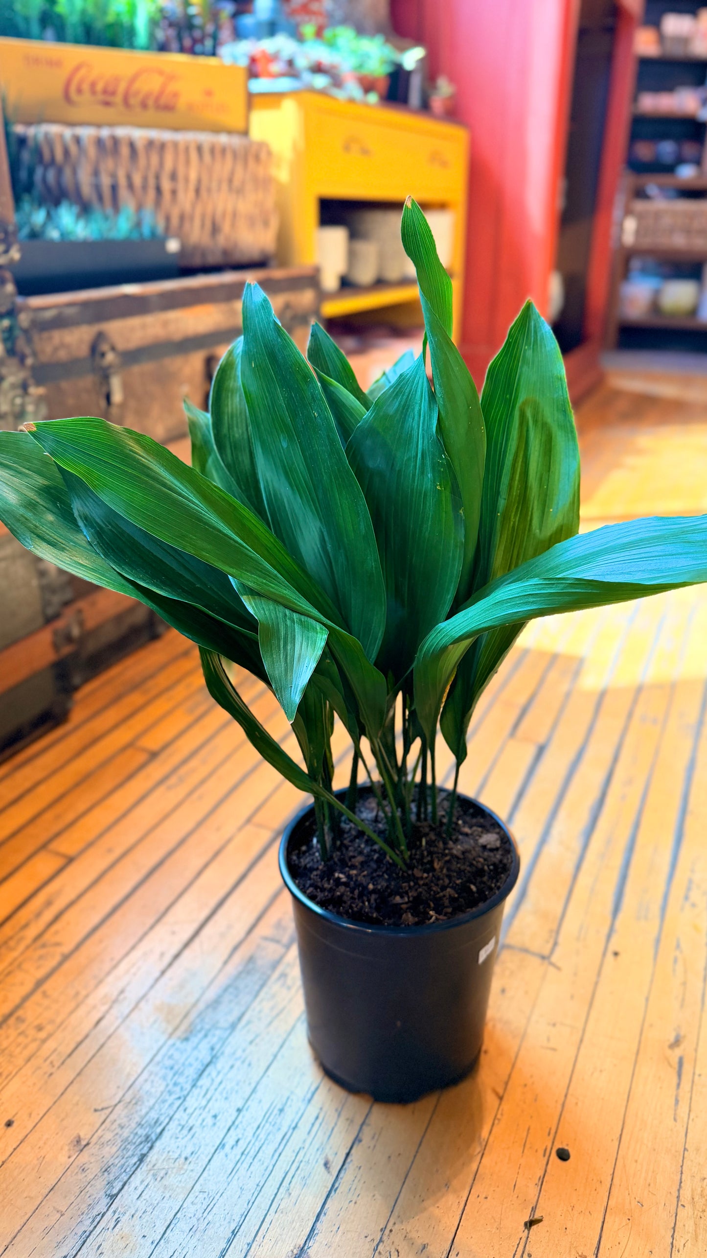 8” Cast Iron Plant