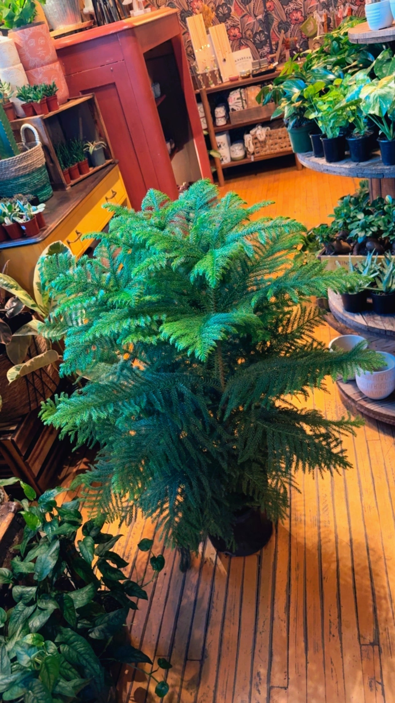 10” Norfolk Pine XL