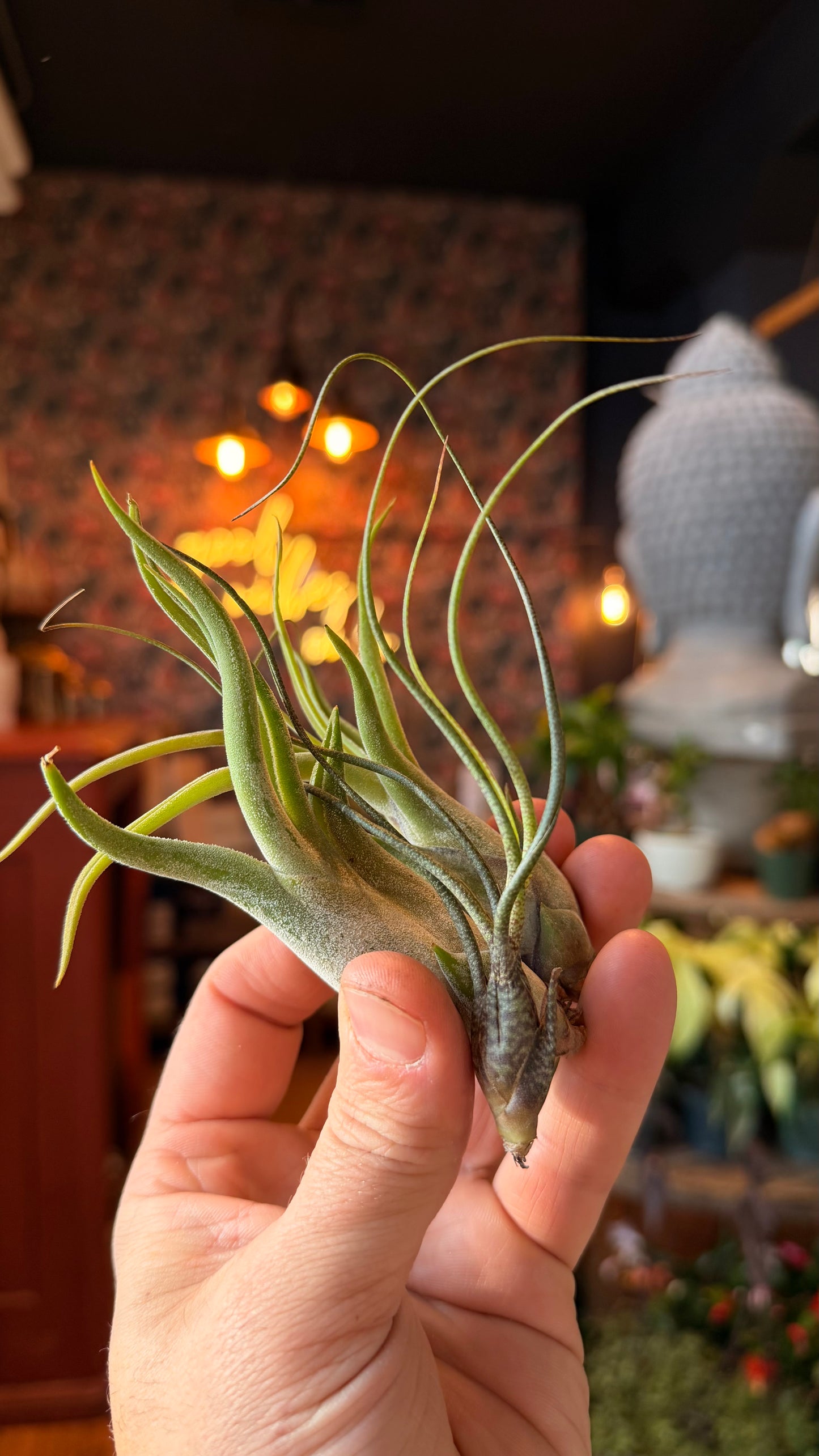 Large Airplants Assorted