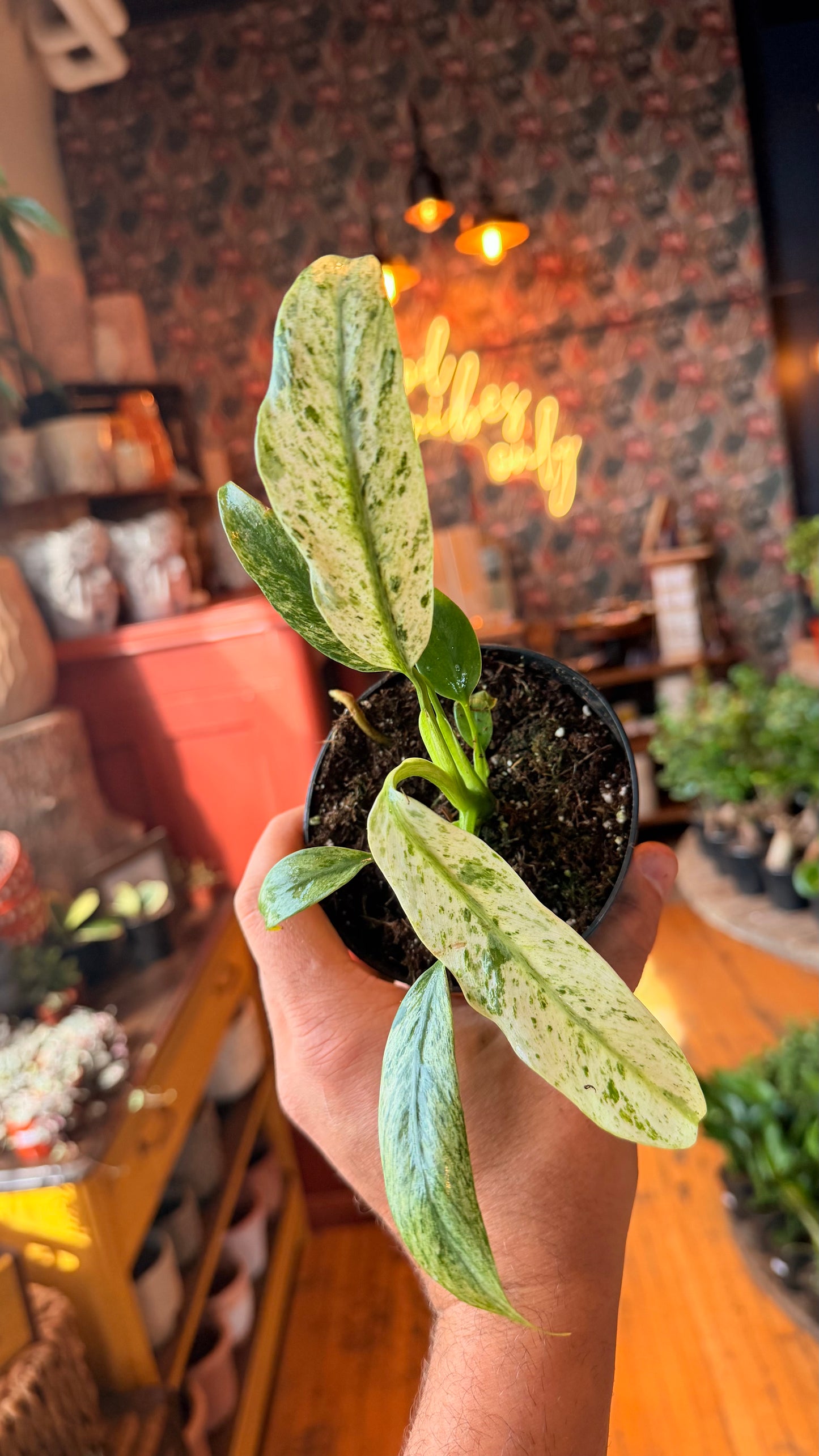 4” Eppipremnum Giganteum Variegated