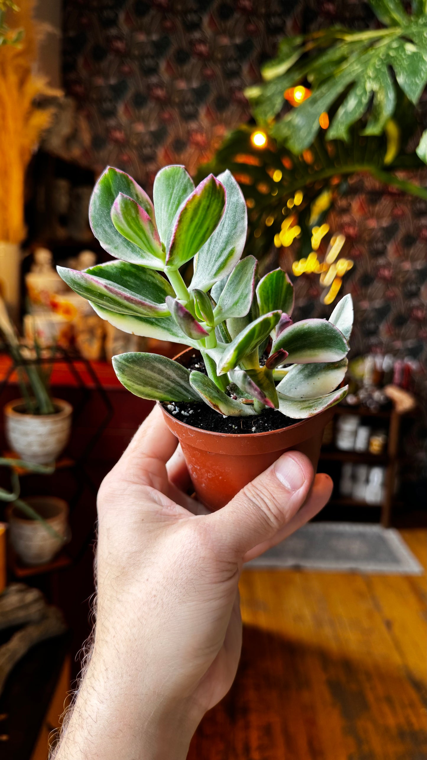 3.5” Variegated Crassula Jade Plant