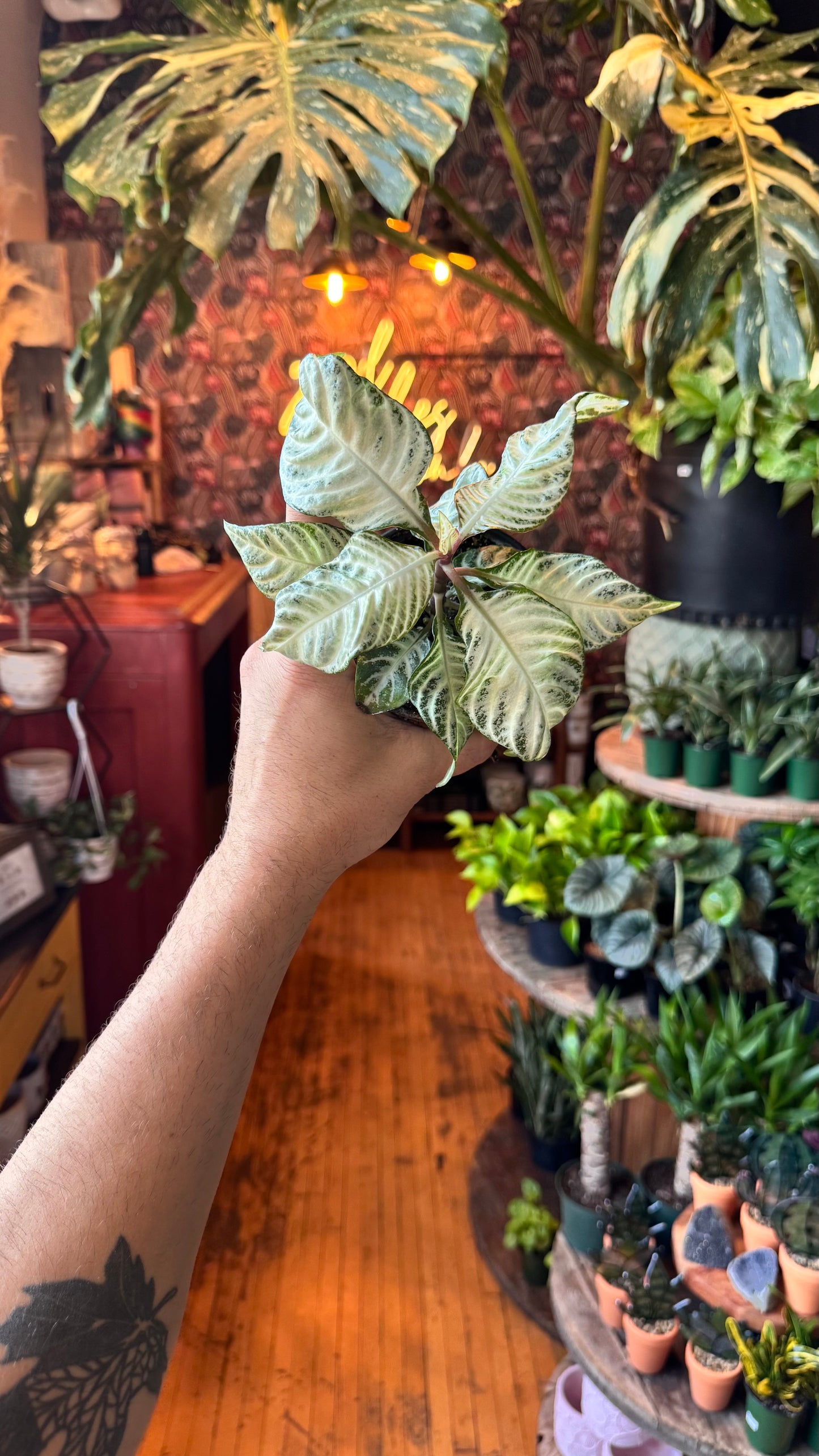 4” Zebra Plant ‘Snow White’