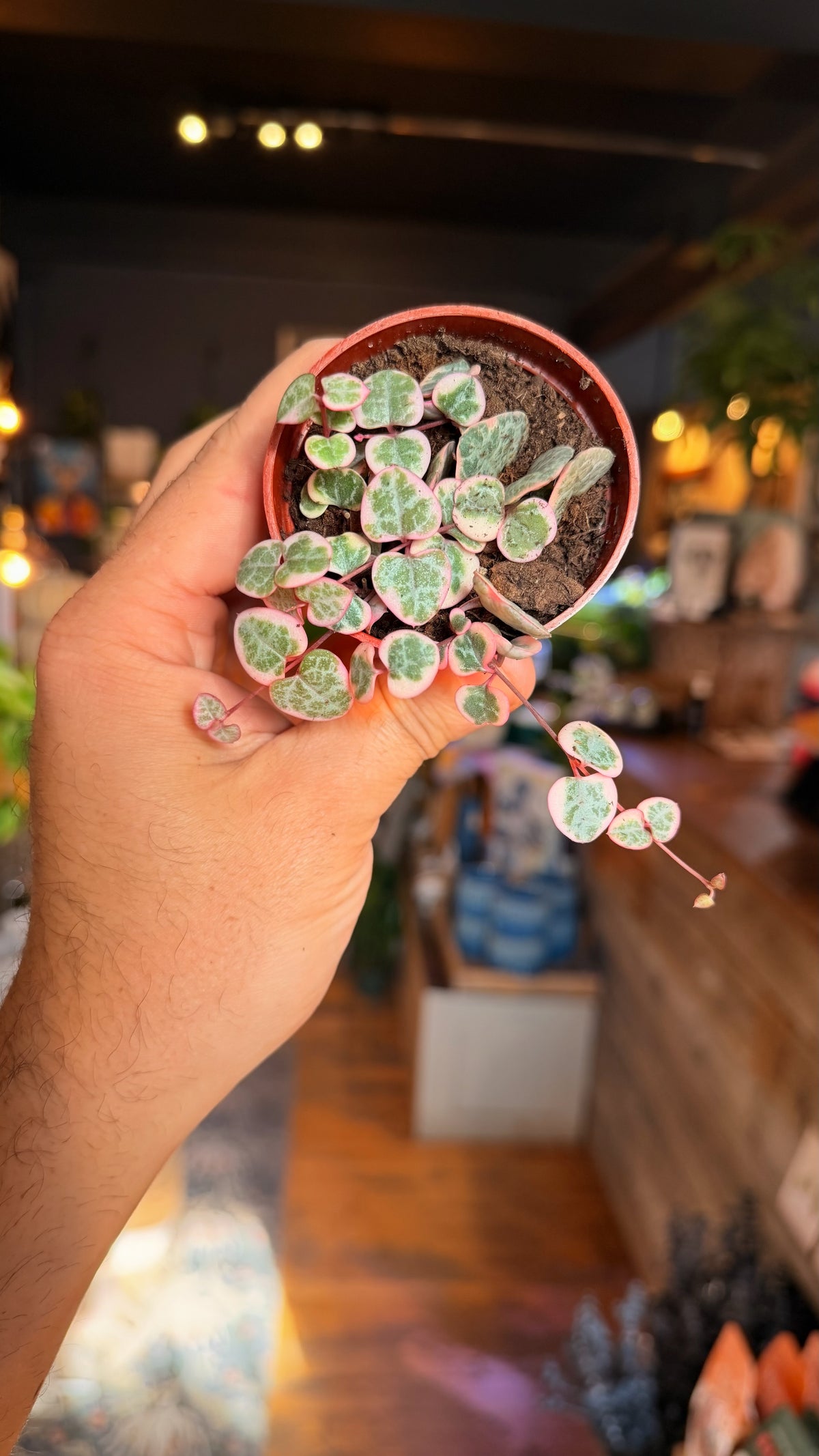 2.5” Variegated String of Hearts