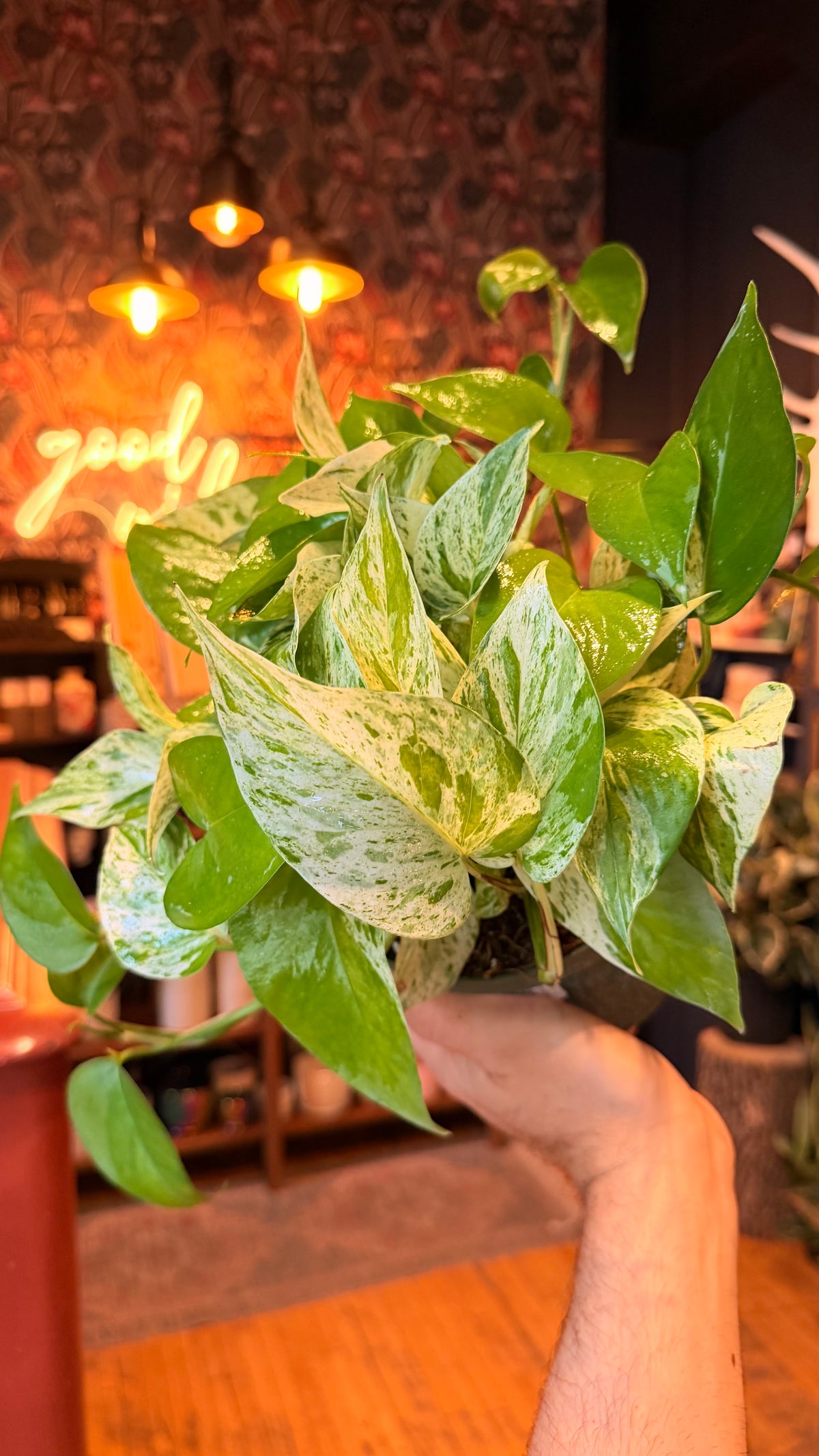 6” Pothos ‘Diamond’