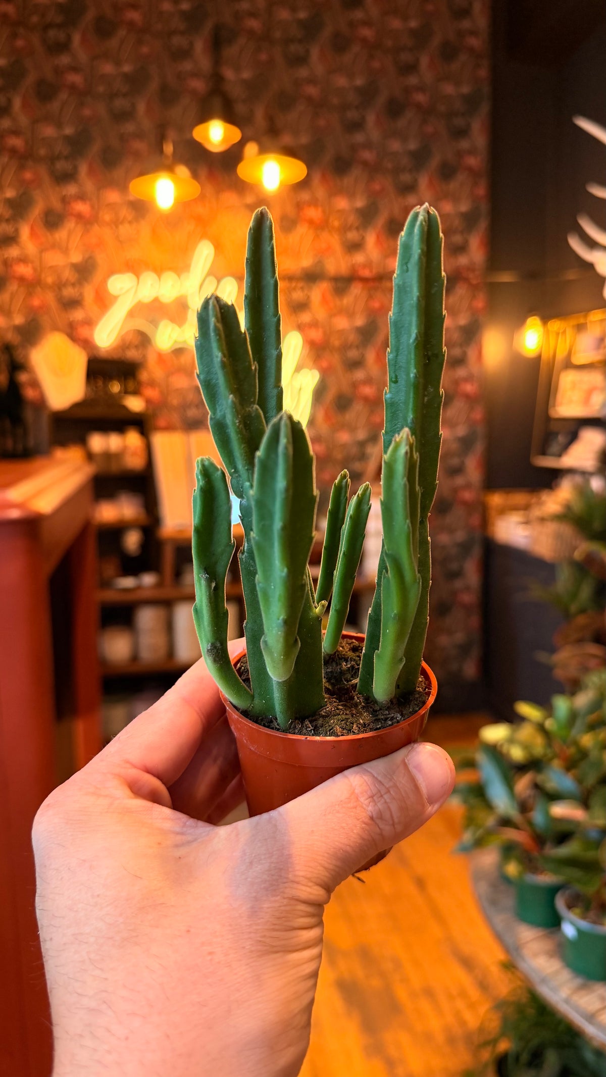 2.5” Stapelia