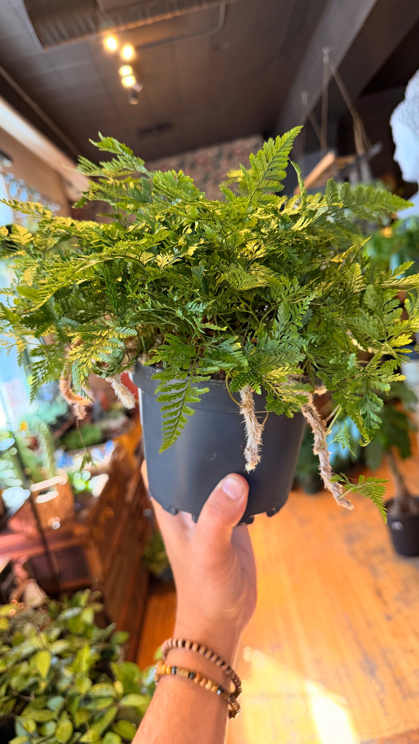 6” Rabbit Foot Fern