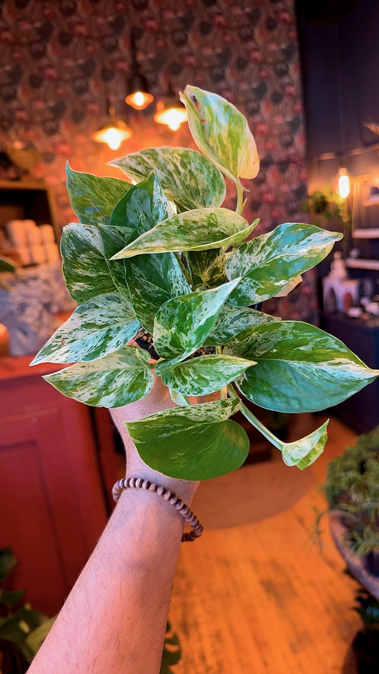 4” Marble Queen Pothos