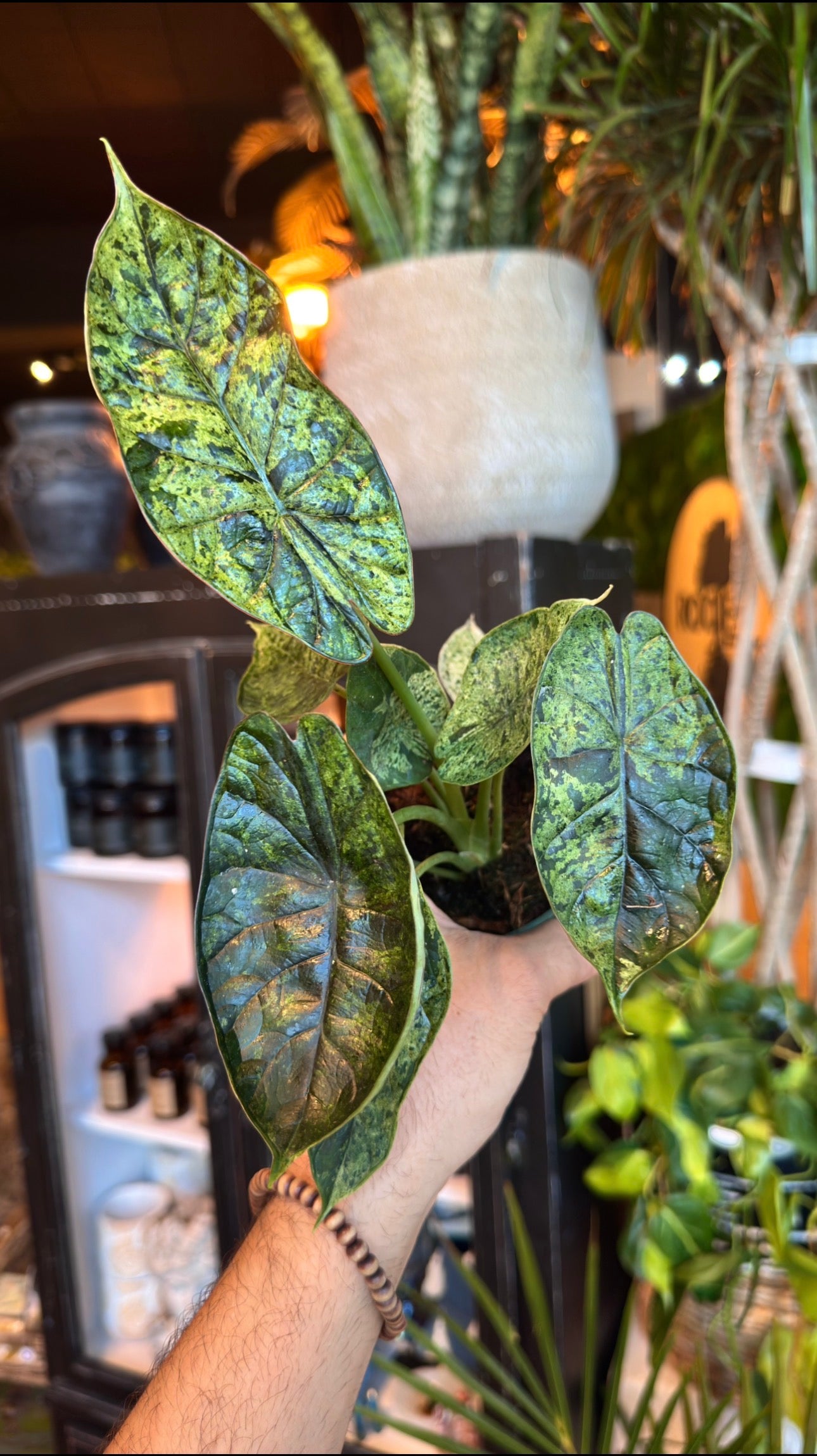 4” Dragon Scale ‘Mint’ Variegated Alocasiak