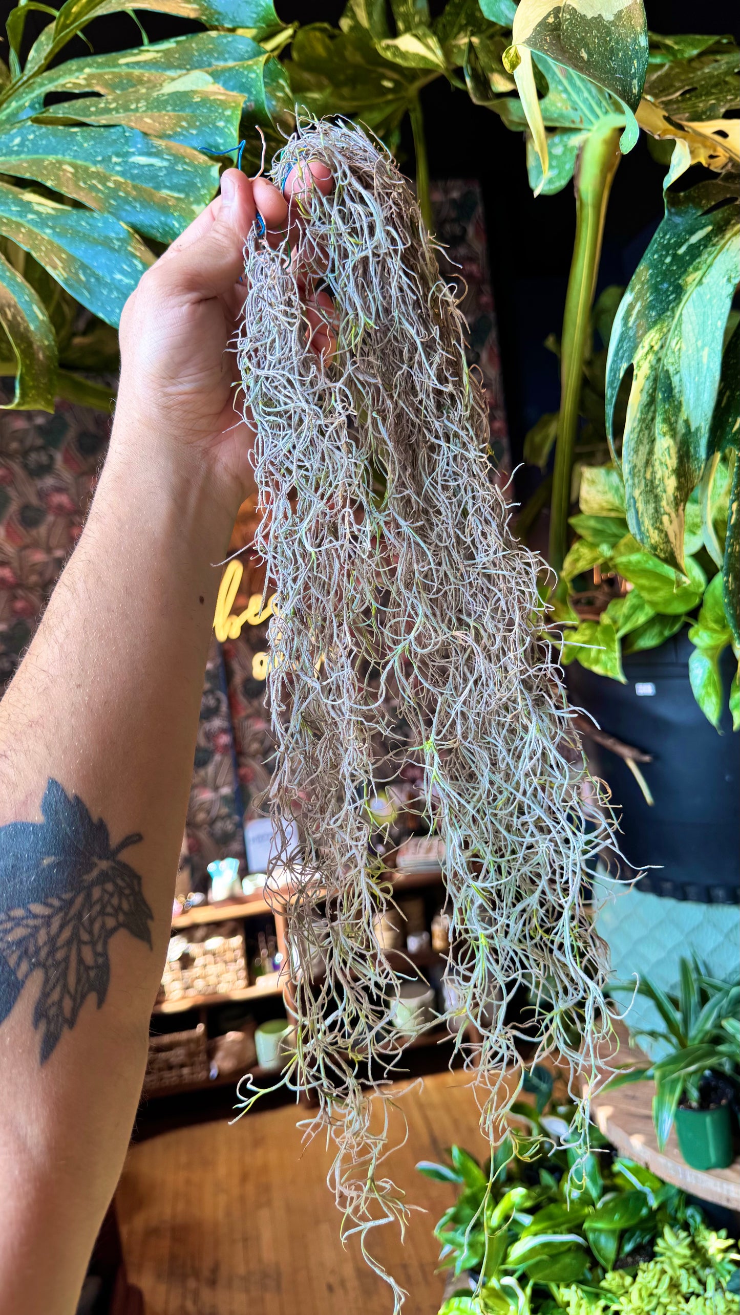 Spanish Moss Airplant